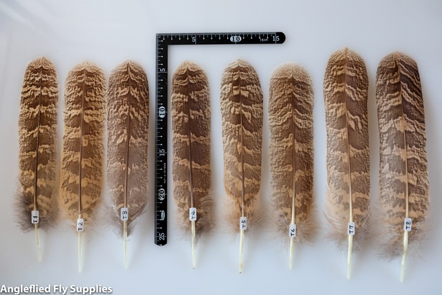Eagle Owl Tail