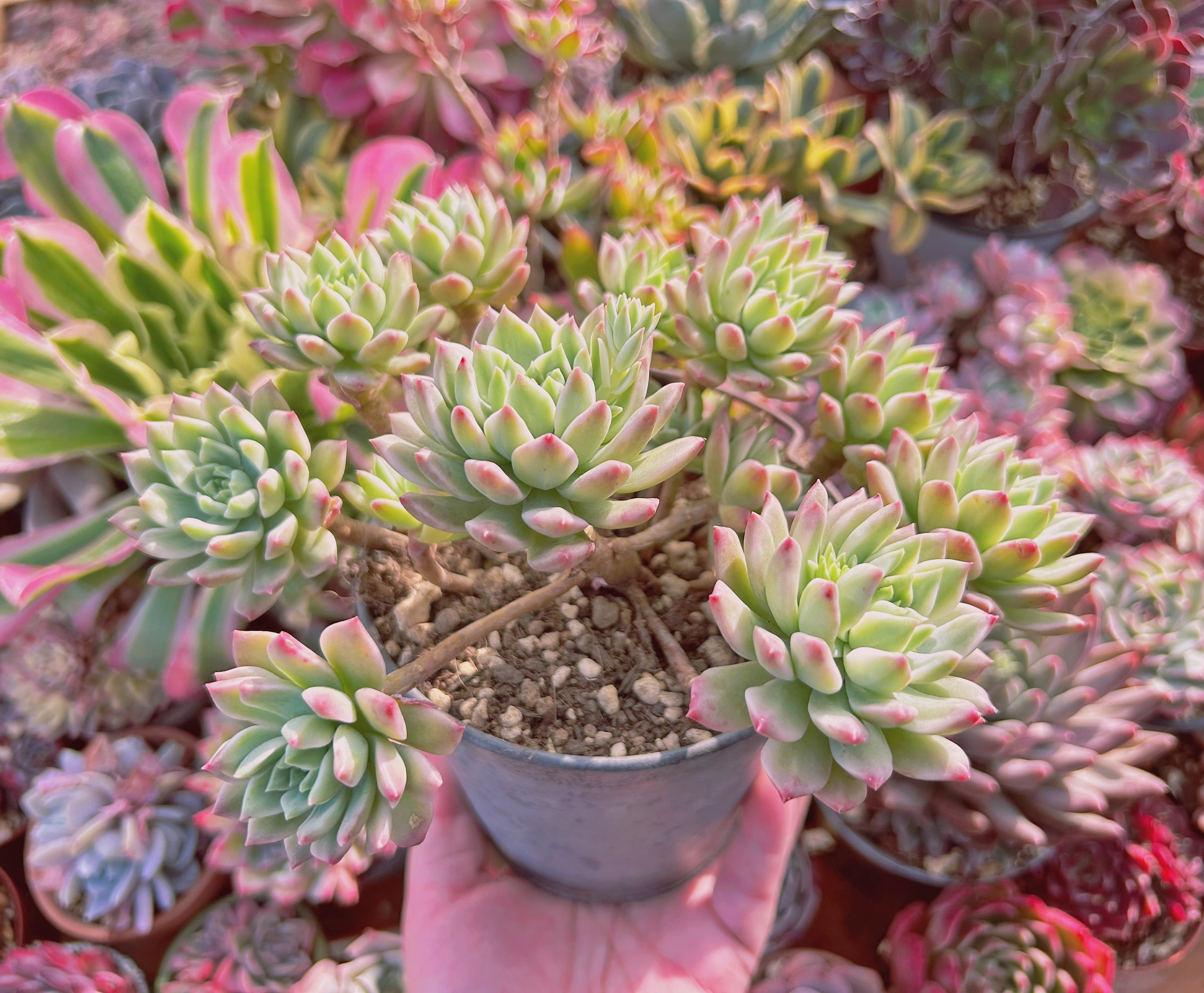 多肉植物 Echeveria マッコス錦 7頭以上 特大群生 | るる農園~多肉植物専門