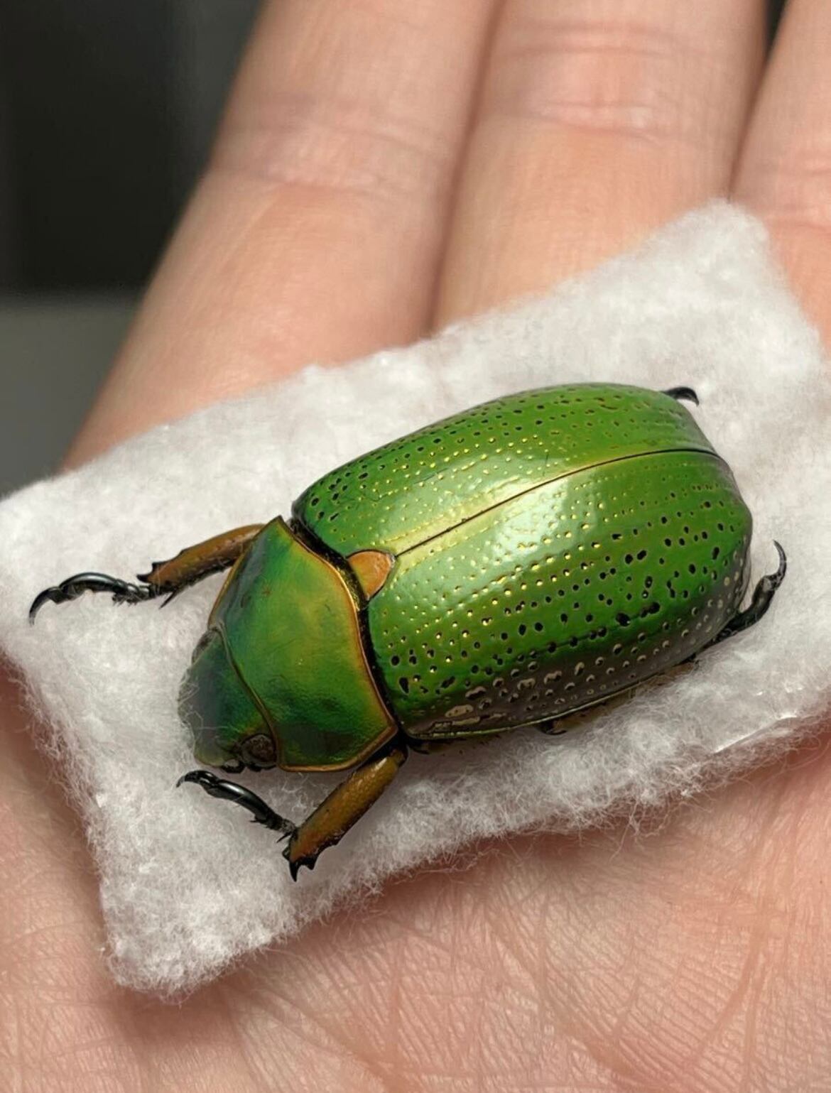 28mm】クラバータカメノコブイブイ プラチナコガネ 昆虫標本