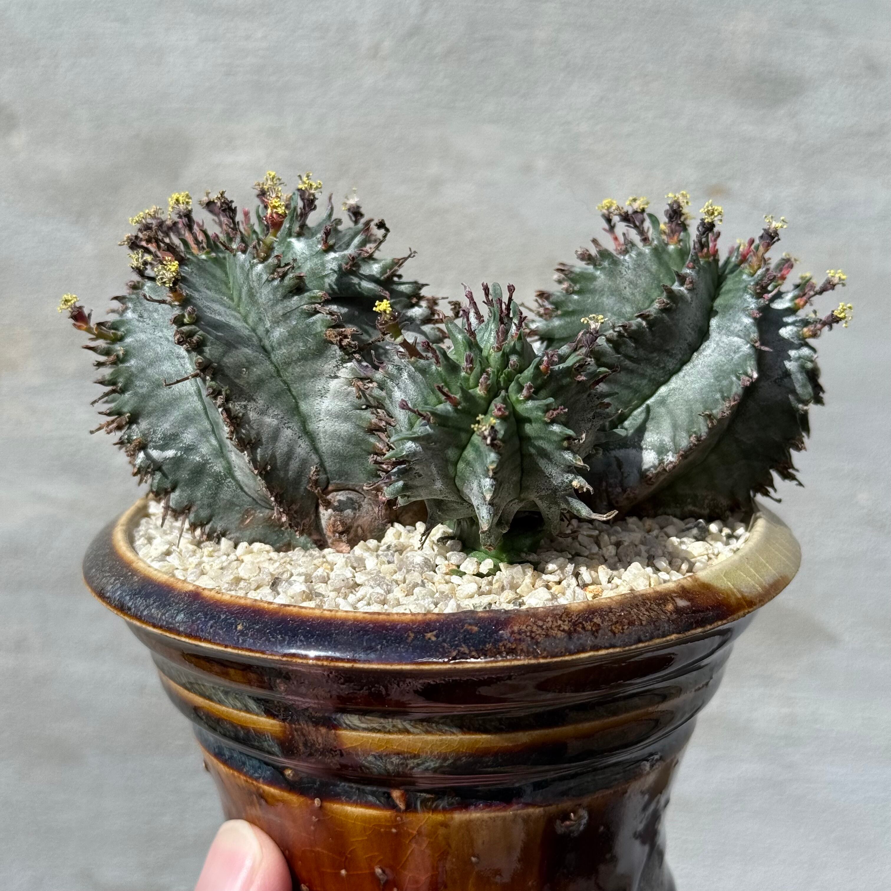植物 ×鉢】ユーフォルビア ホリダ 美株 × 姫野翔太 陶器鉢 Euphorbia