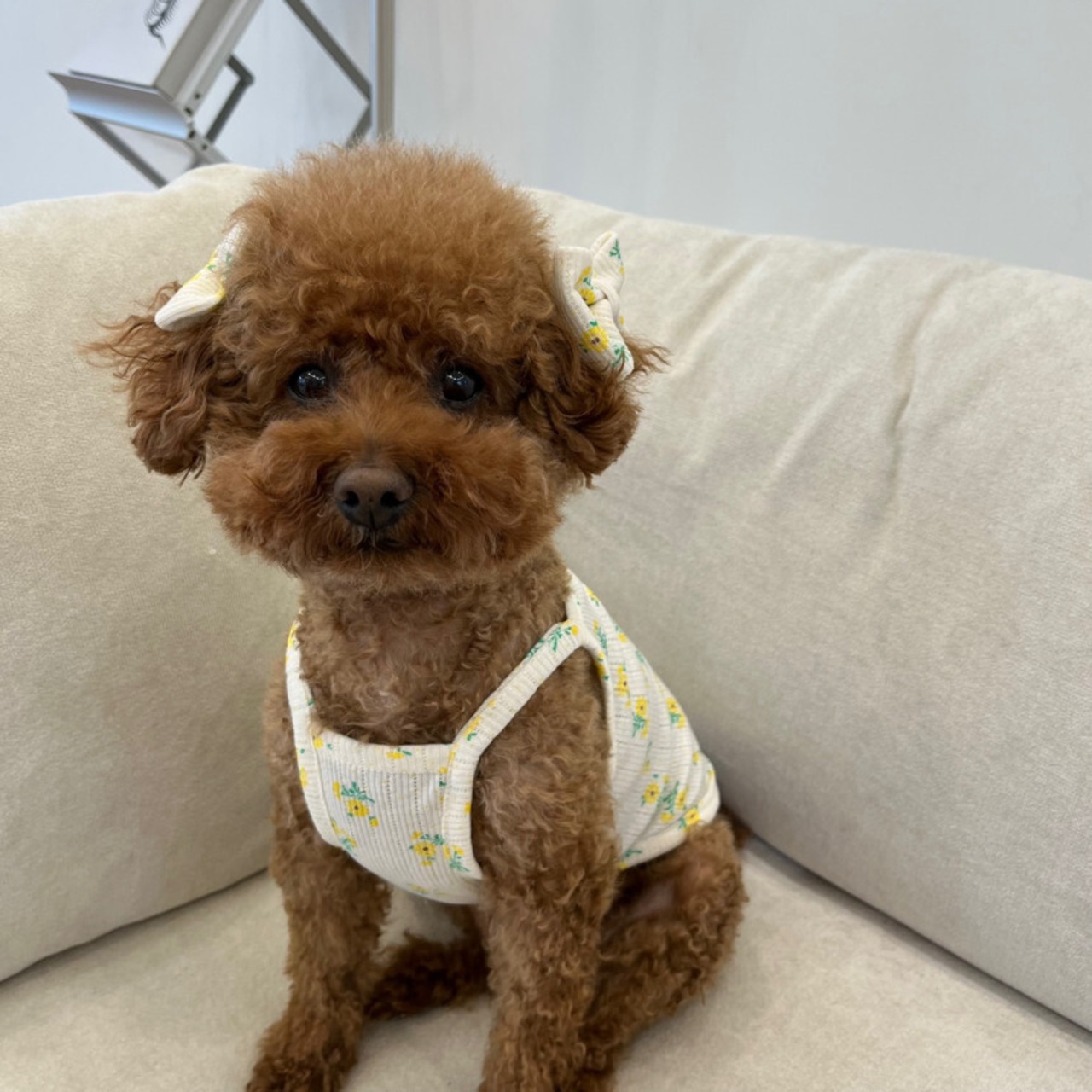 予約【pecoramou select】Rape Seed Eyelet Naciti