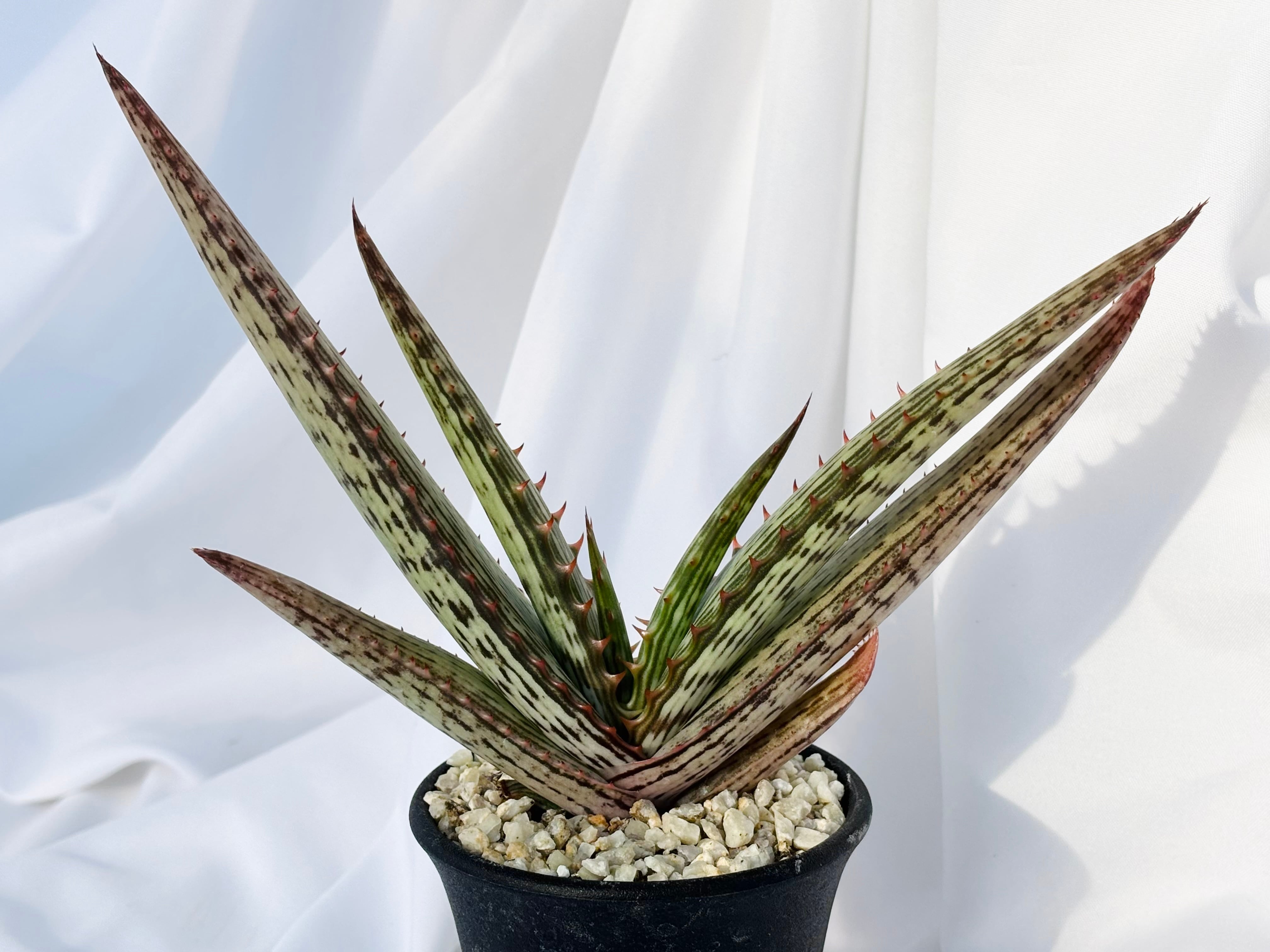 Aloe branddraaiensis アロエ ブランドレイエンシス