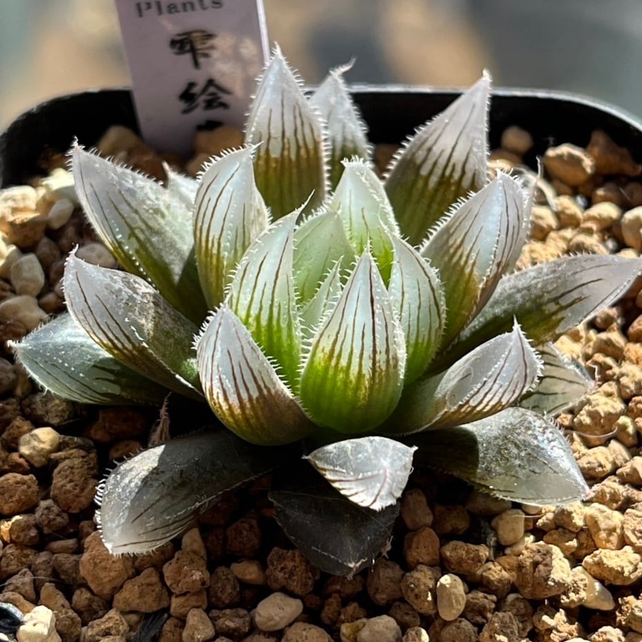 ハオルチア ピグマエアミュータント 実生 特異株