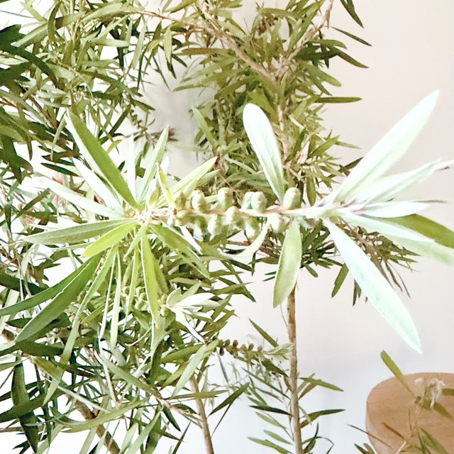 カリステモン ピンクシャンパン｜ブラシの木 観葉植物 calm cafe