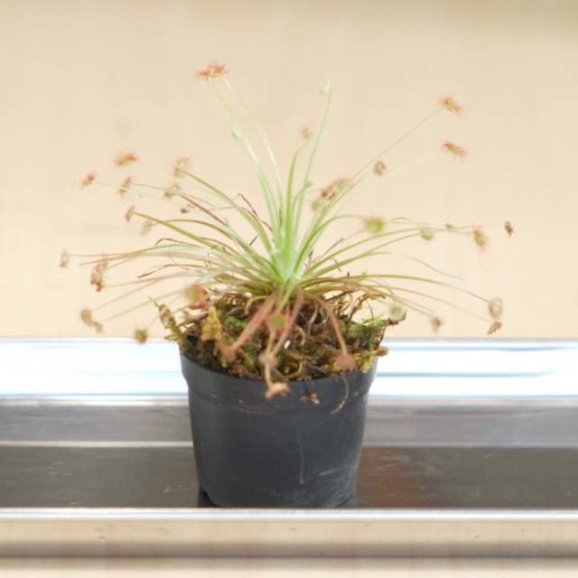 ドロセラパラドクサ Drosera paradoxa