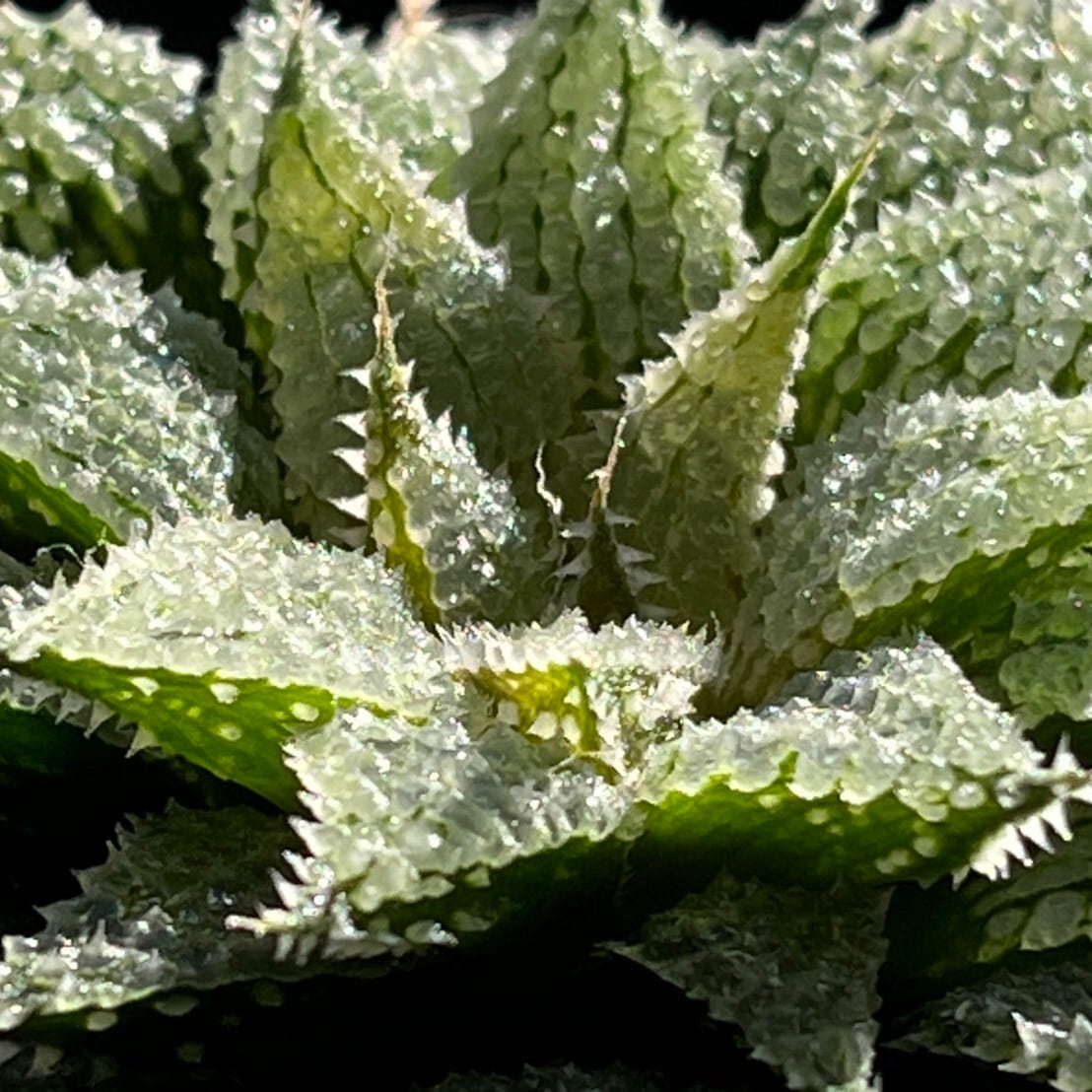 ハオルチア スターズフェアリー | mocono_plants