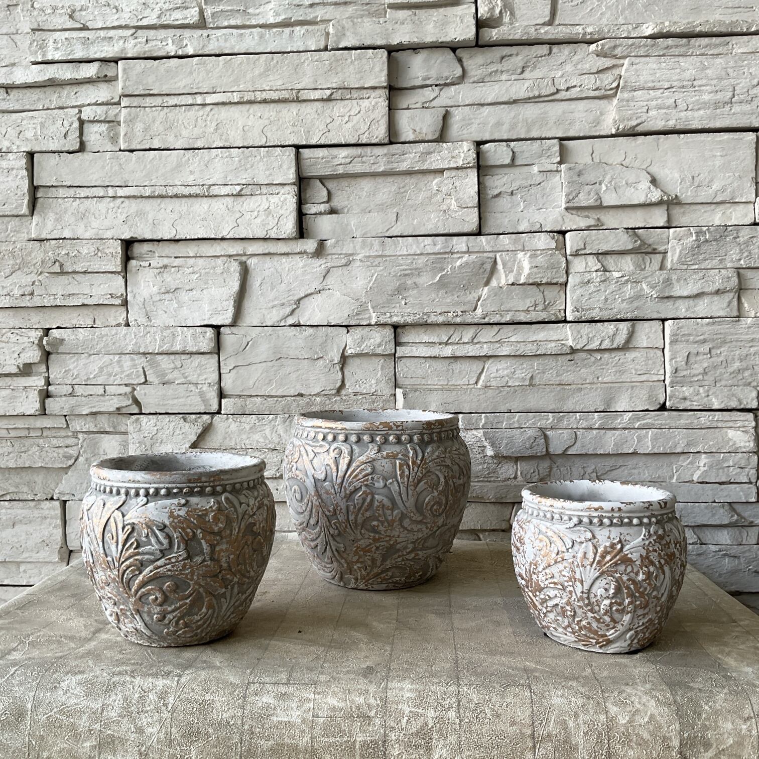 送料無料】ユーカリ ポポラス 8寸鉢 | 橋本種苗園