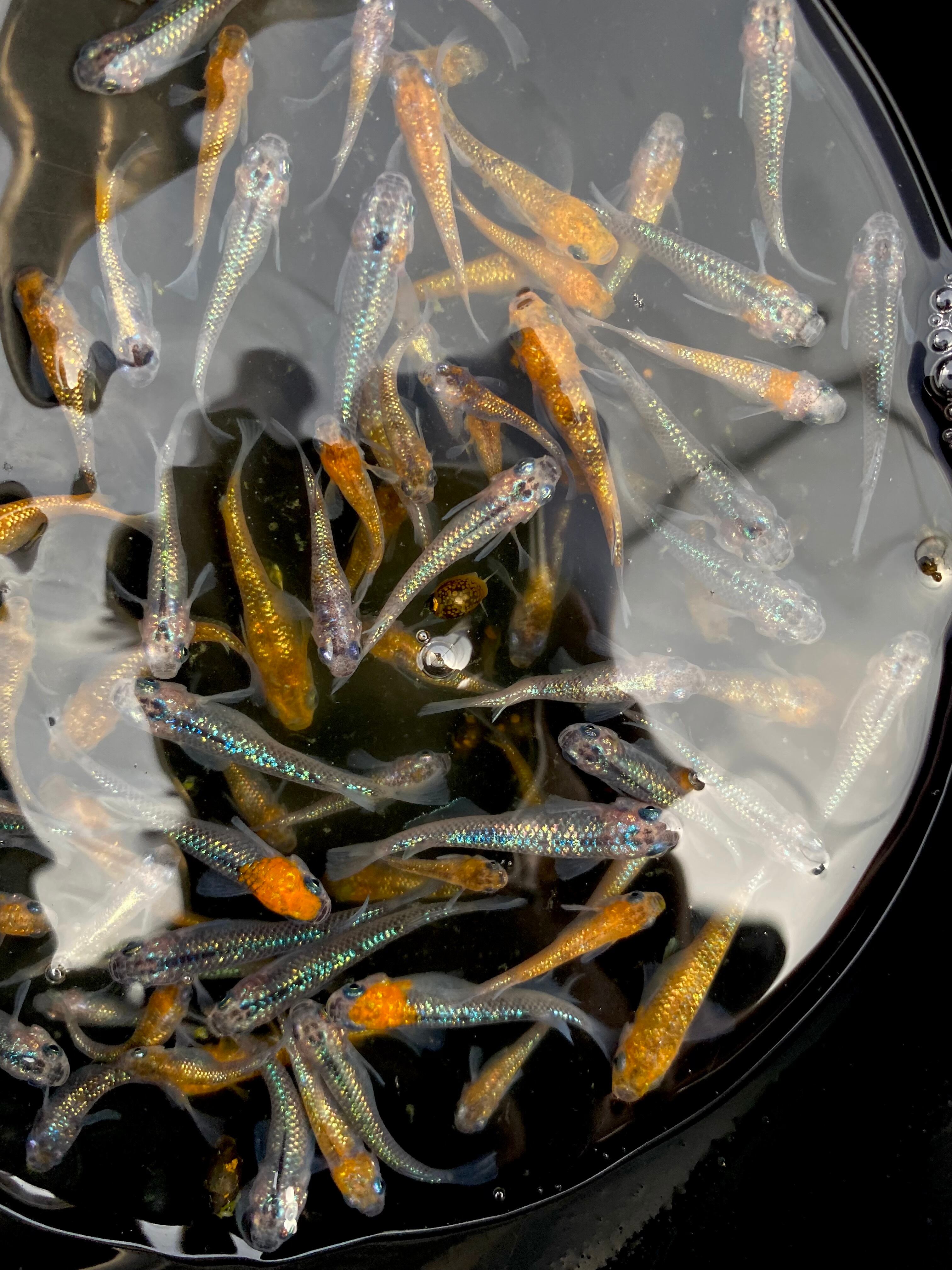 メダカ 王華 白斑 オーロラ 秋桜