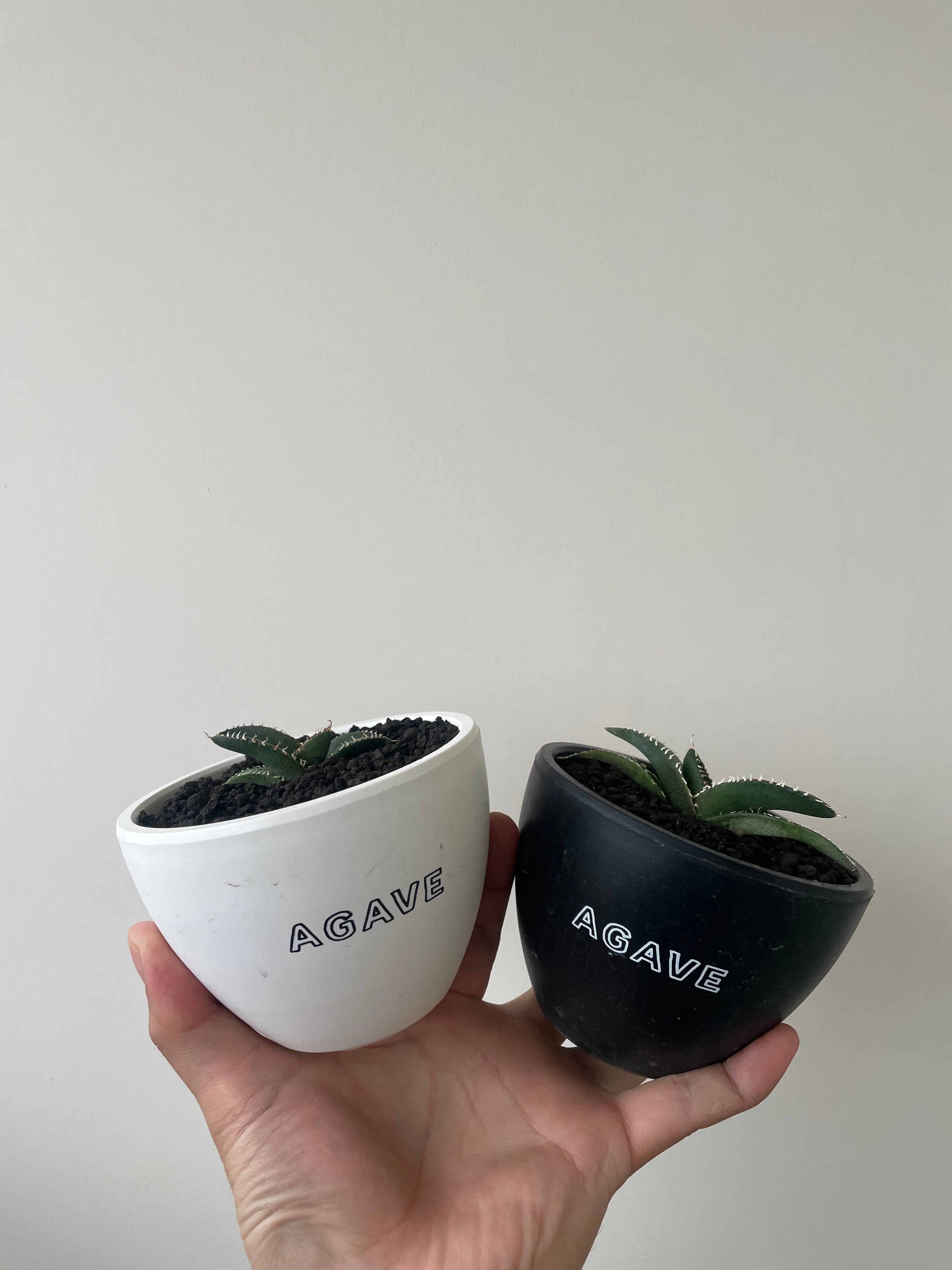VALIEM GHOST（BOWL / Mサイズ） | 青坊主-aobouzu-