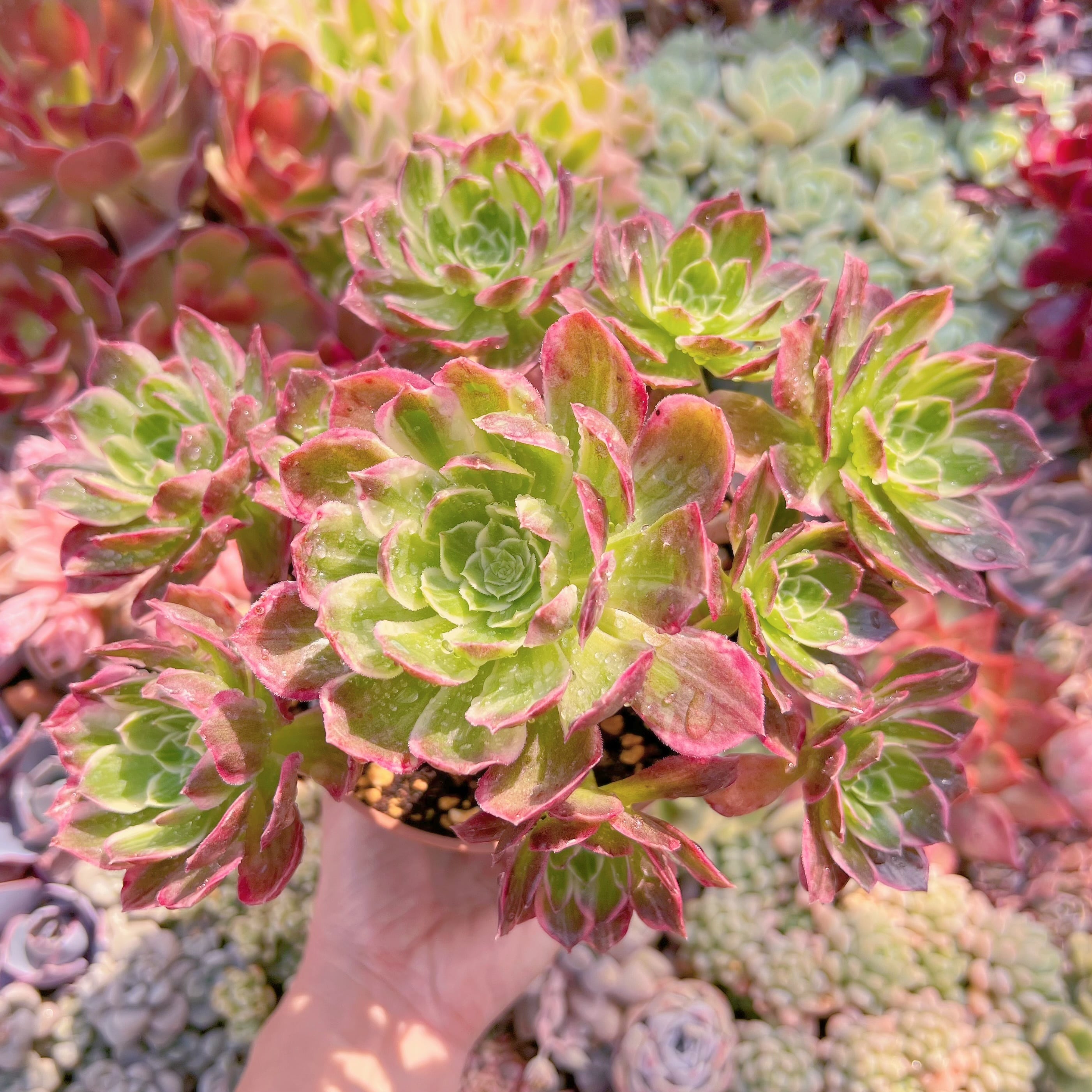 現物　多肉植物　水墨画#722　特大群生　るる農園