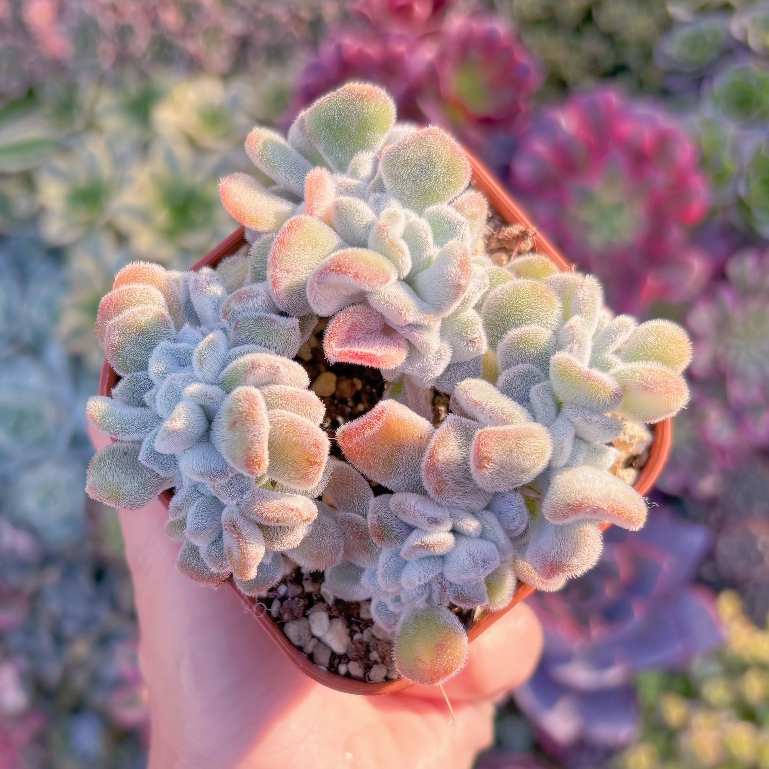 現品　雪晃星綴化#M137　大苗　るる農園