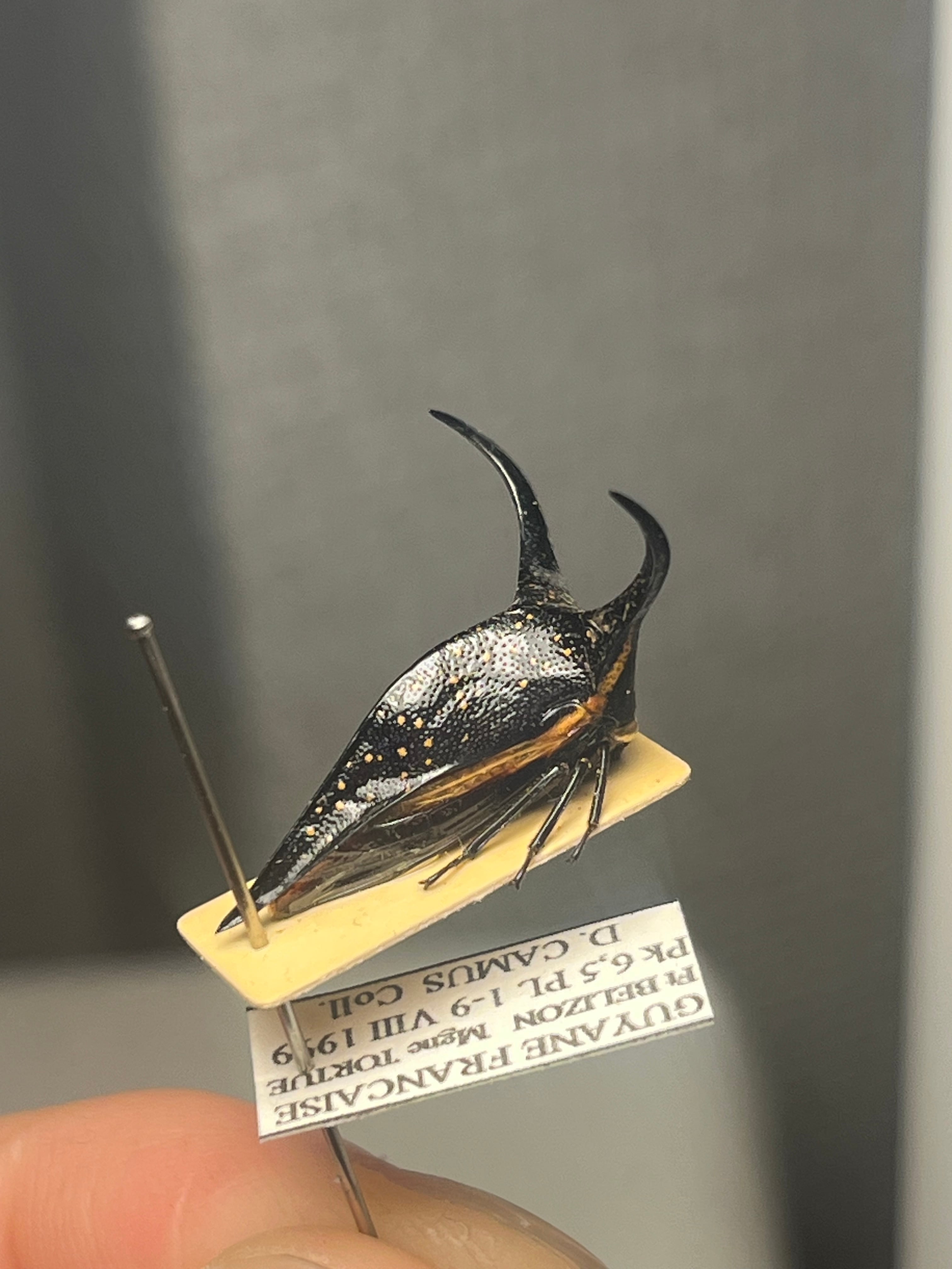 角蝉最大種】Hemikyptha marginata ツノゼミ セミ ホタル 蛍 タマムシ
