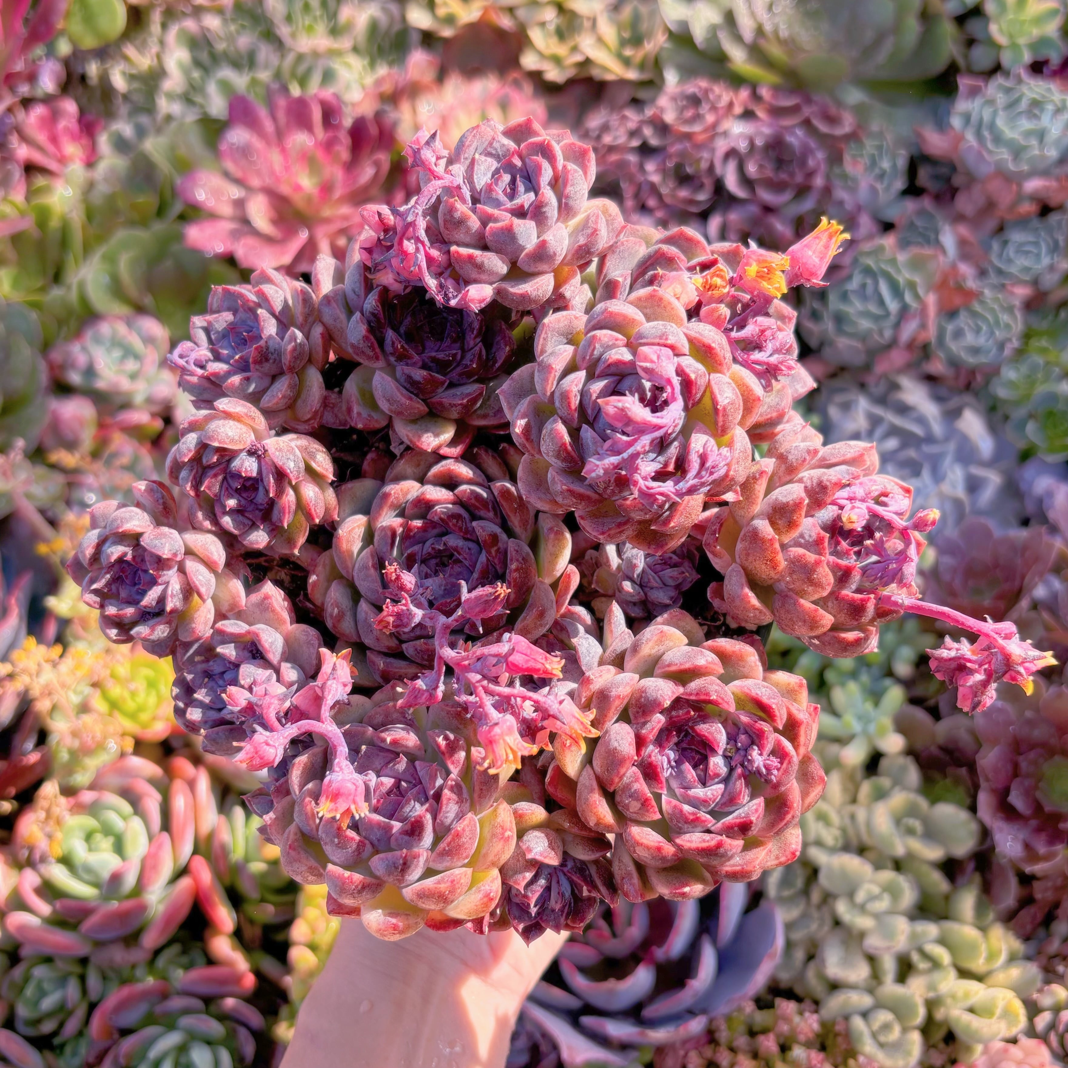 現品　ブラックベア#M287　特大群生　るる農園