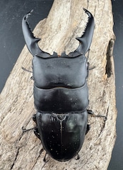 【赤目】《パラワンオオヒラタクワガタ レッドアイ 98mm ペア》