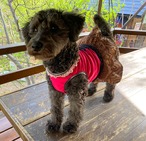わんこ服小型犬用XS "チェリーピンクのストレッチ布と絹のエスニック柄スカート”B-1