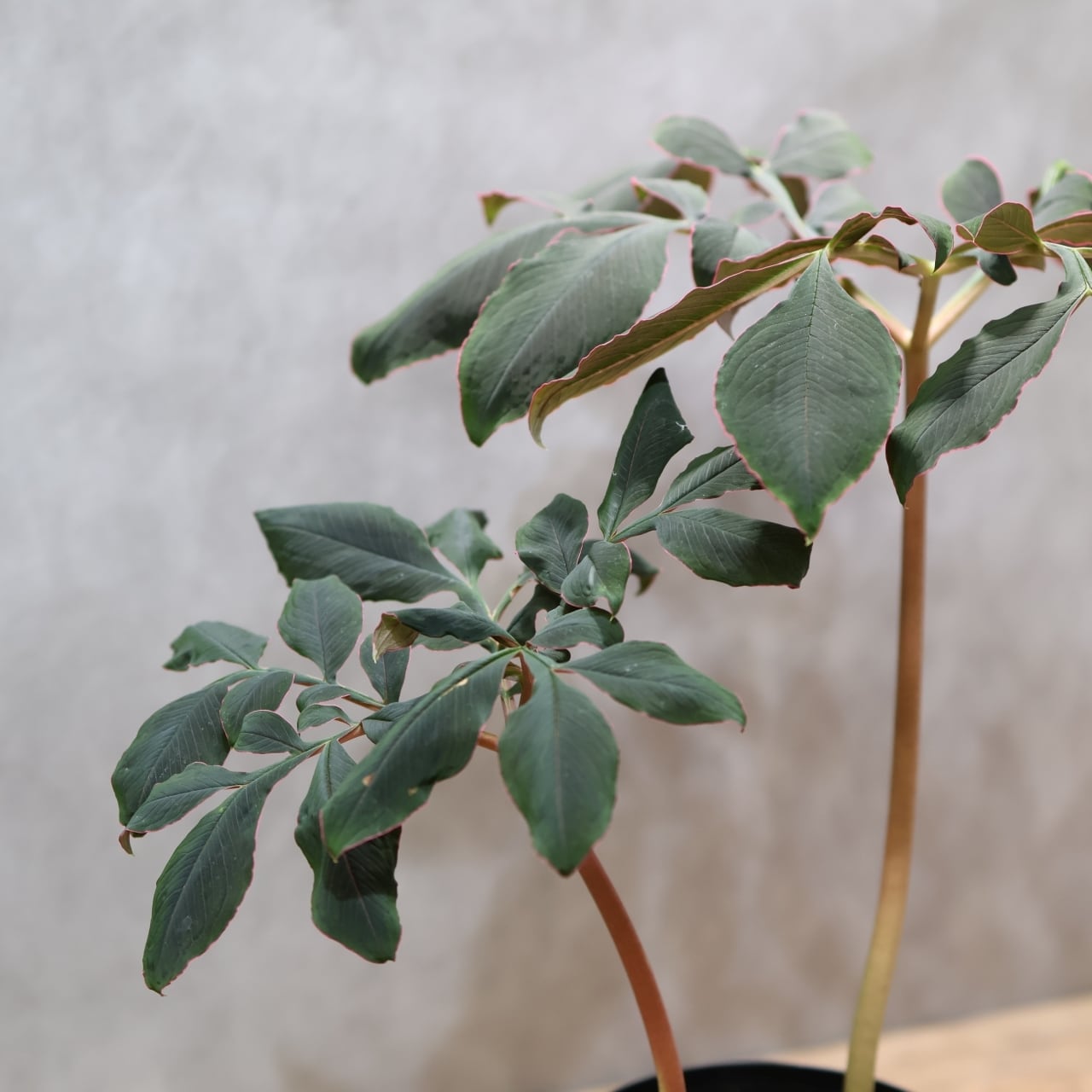 333 怪植物の美『アモルフォファルス・アトロビリディス』観葉植物