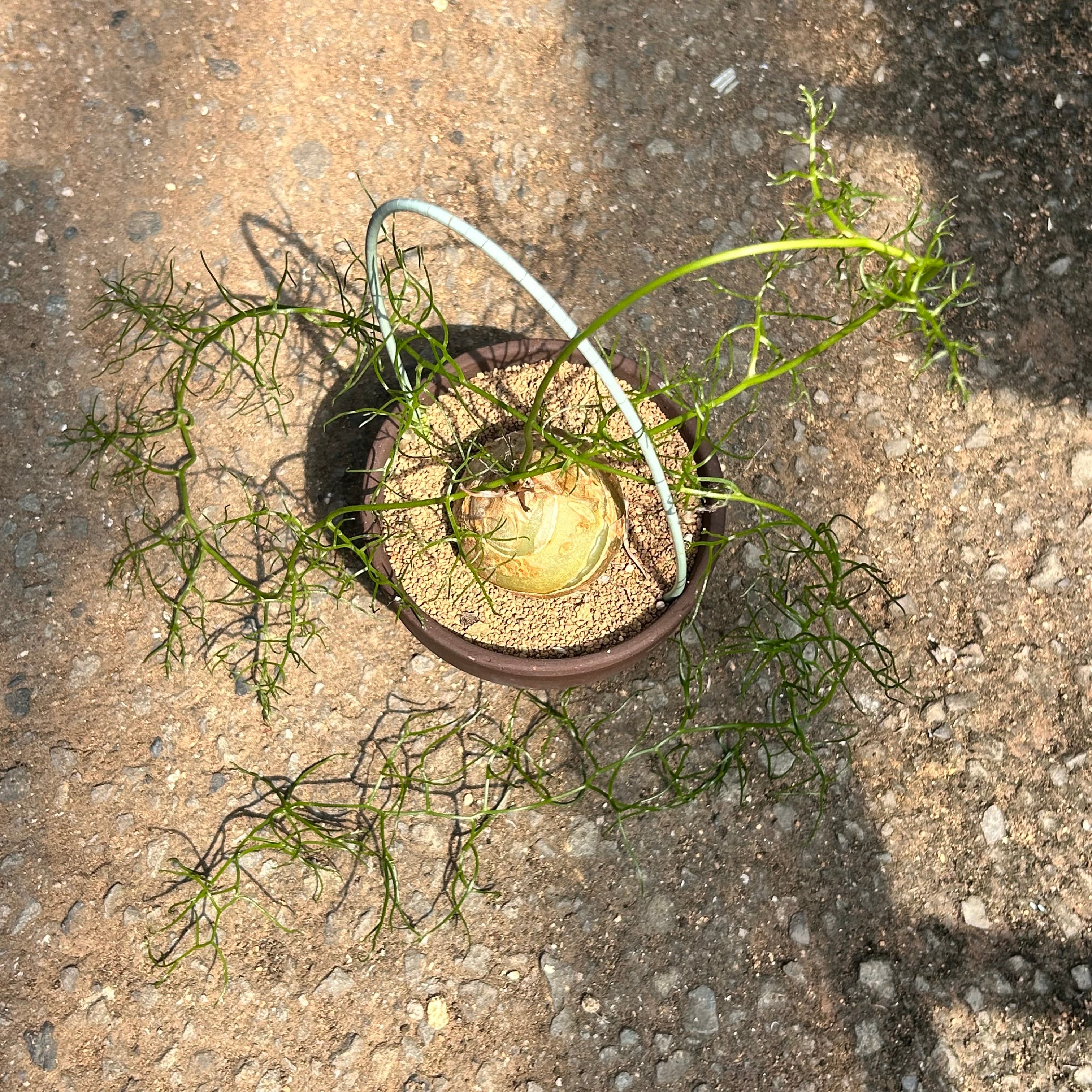 T) 翡翠の輝き 蒼角殿(ソウカクデン) | RuPo 多肉植物専門店