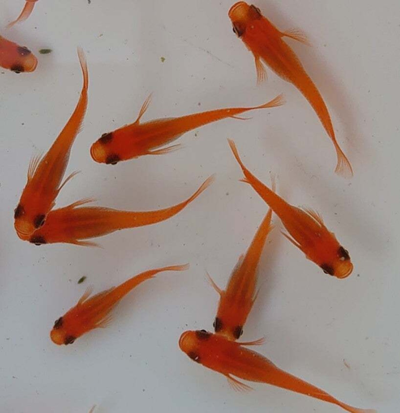 陽気なオレンジめだか　3種セット：有精卵20個＋α
