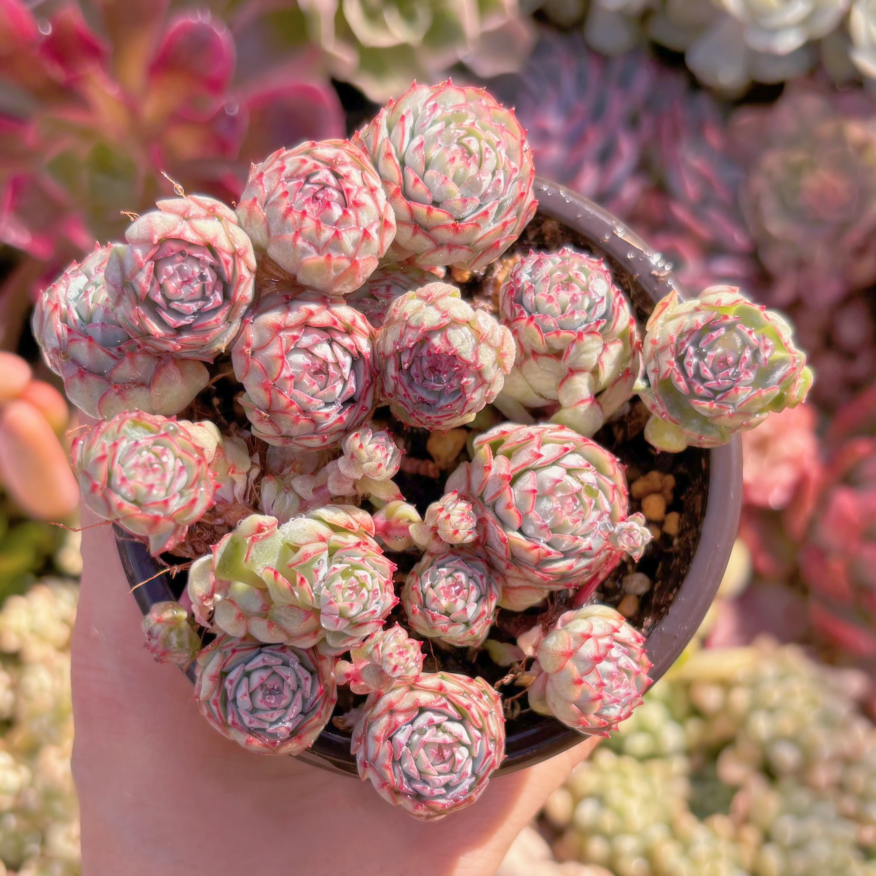 現品　グロブローサx静夜#799   るる農園