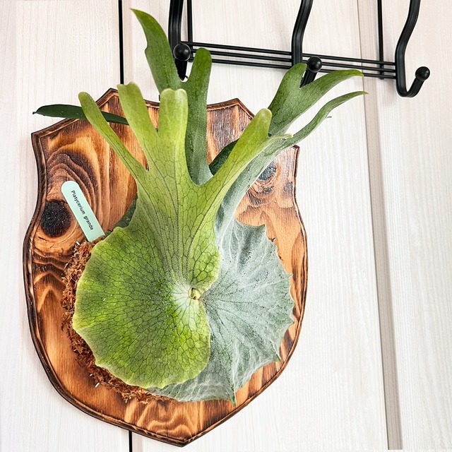 ビカクシダ グランデ 板付 【観葉植物 壁掛け コウモリラン】