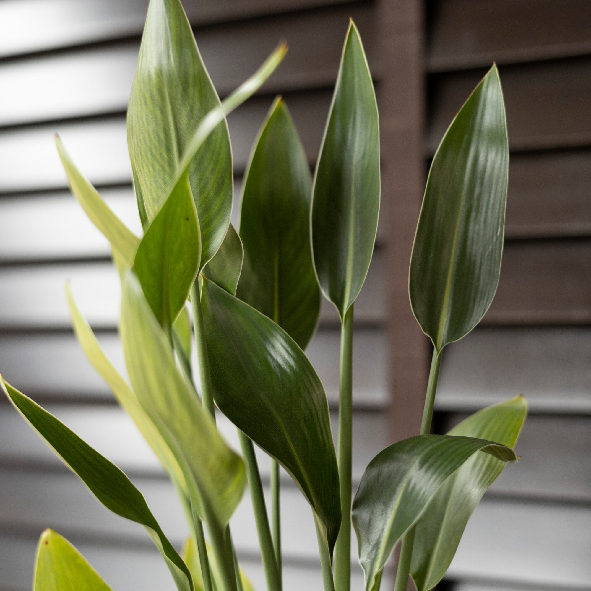 ストレリチア ユンケア ノンリーフ ロングポット オーガスタ 観葉植物