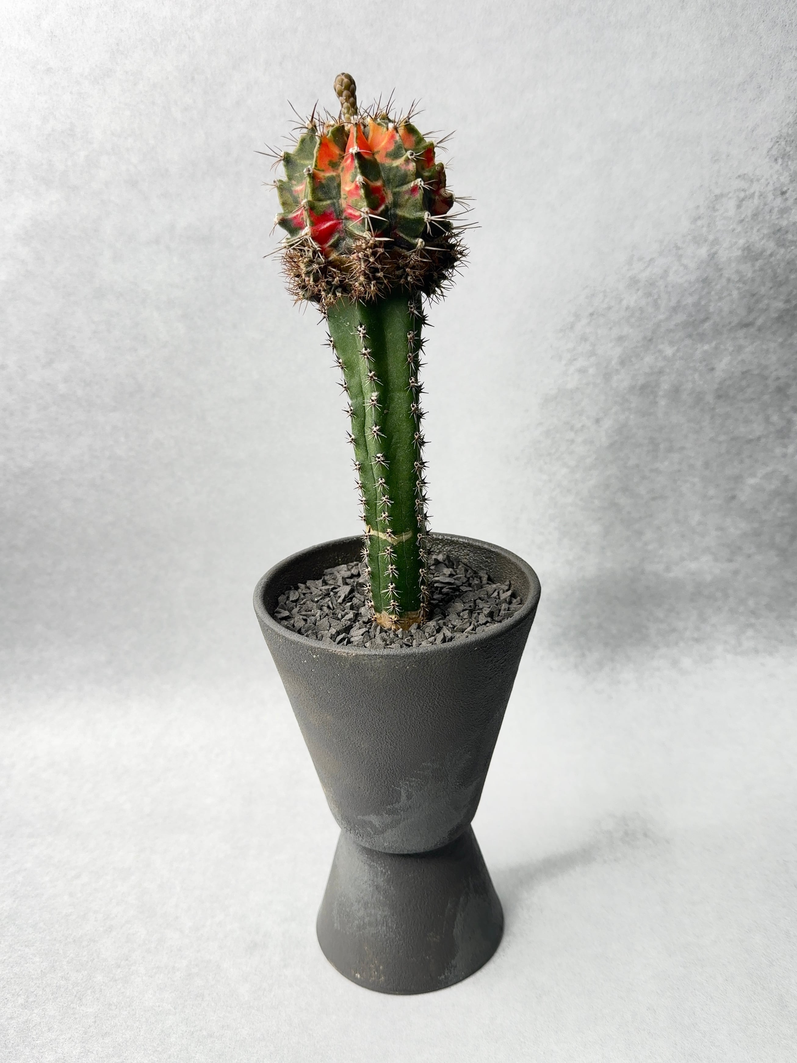 サボテン | trigger