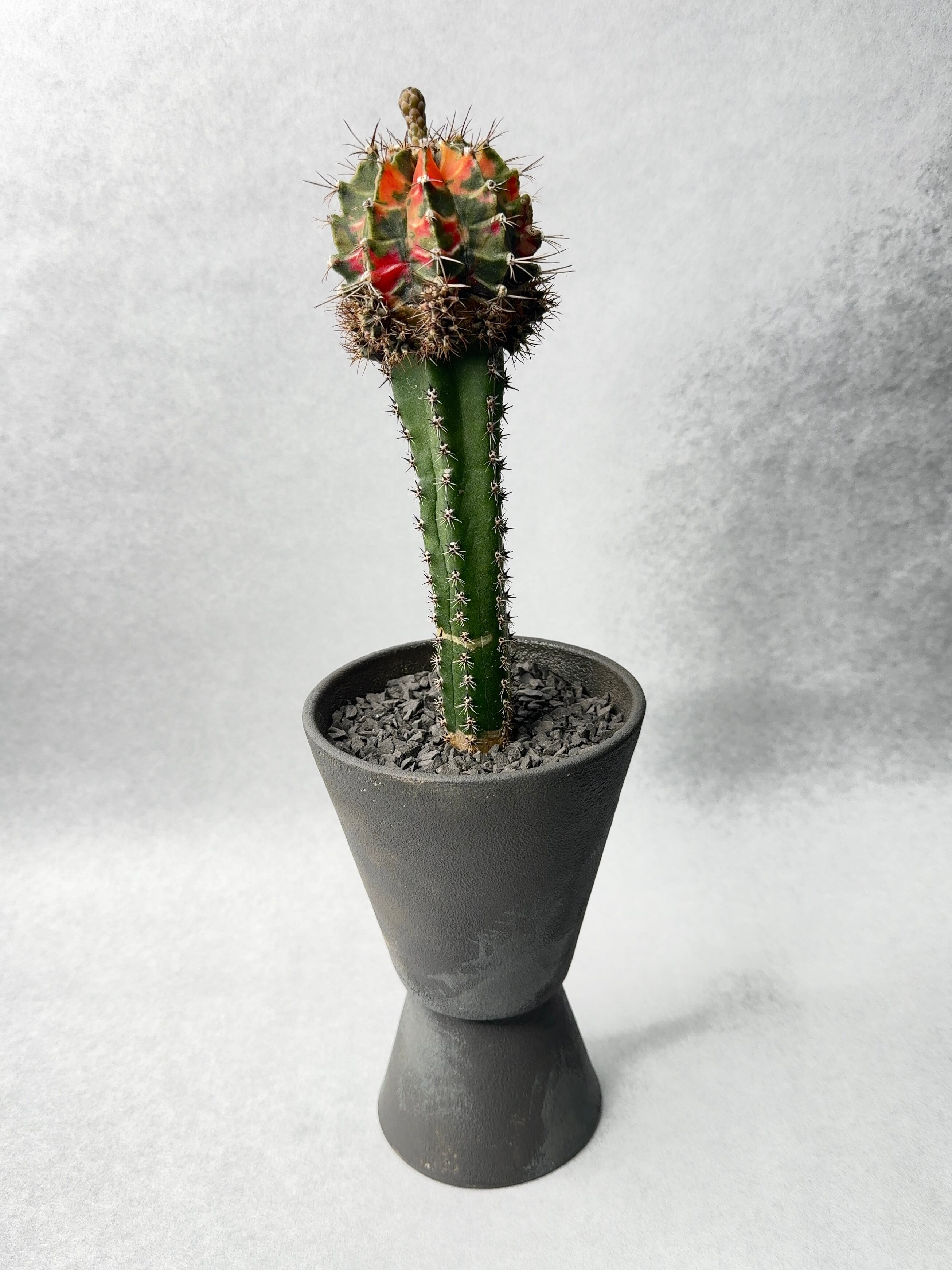 ギムノカリキウム・緋牡丹錦