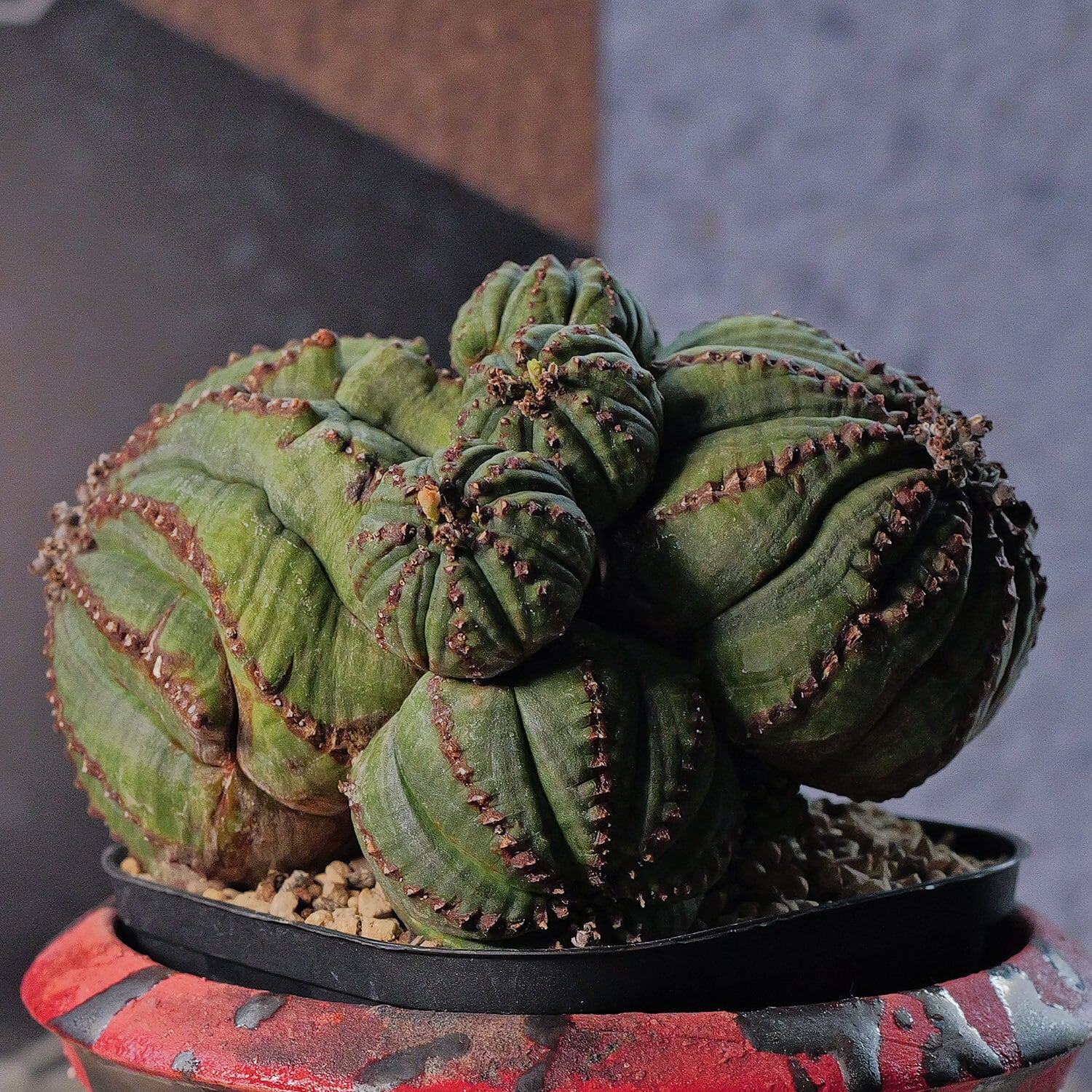 メス株 【厳選株】最大幅 約11.1cm ダブルヘッド 仔吹き オベサ / 木質化 ユーフォルビア