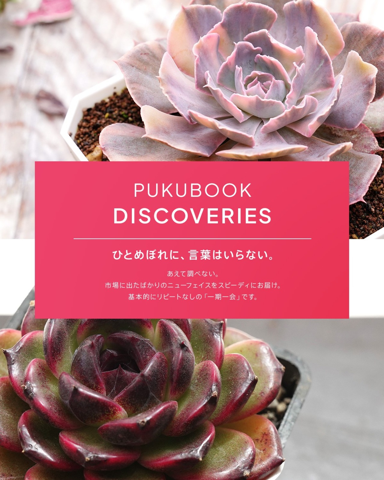 カット苗 ゴールデンイエロー L Echeveria 'Golden Yellow'