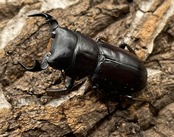 《ラティオキナティブス チベット産 34mm ペア》委託個体