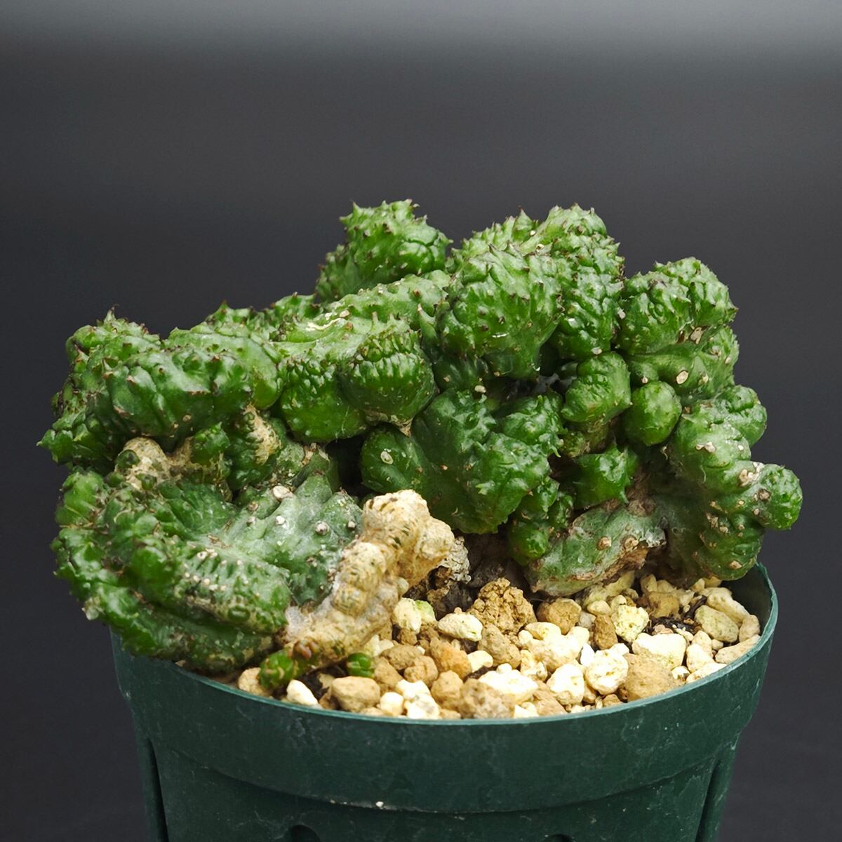 P. veitchii AR #1 (pup) Select 【artPLANTs】 ビカクシダ/コウモリ
