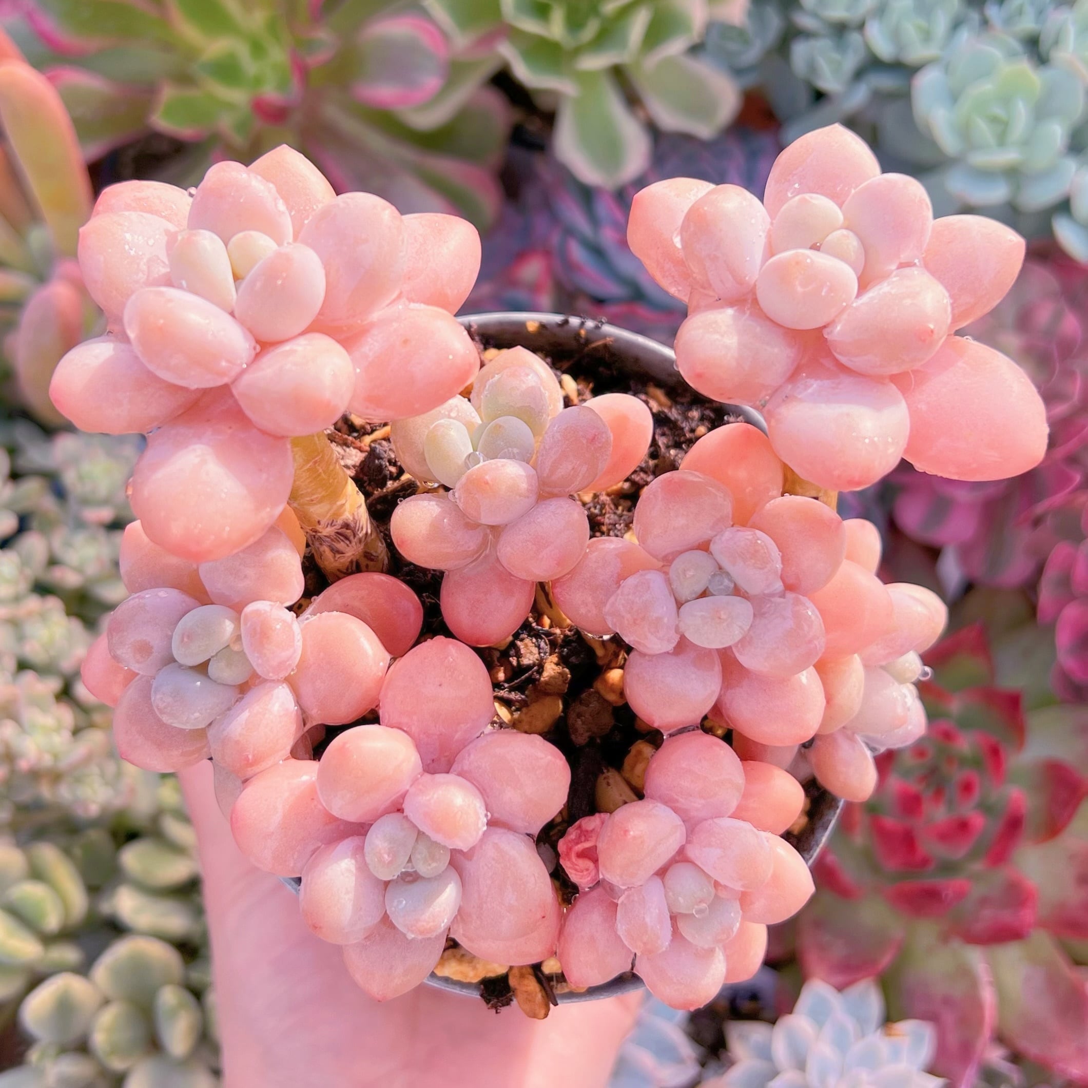 現品　マカロン#650　大群生　新入荷