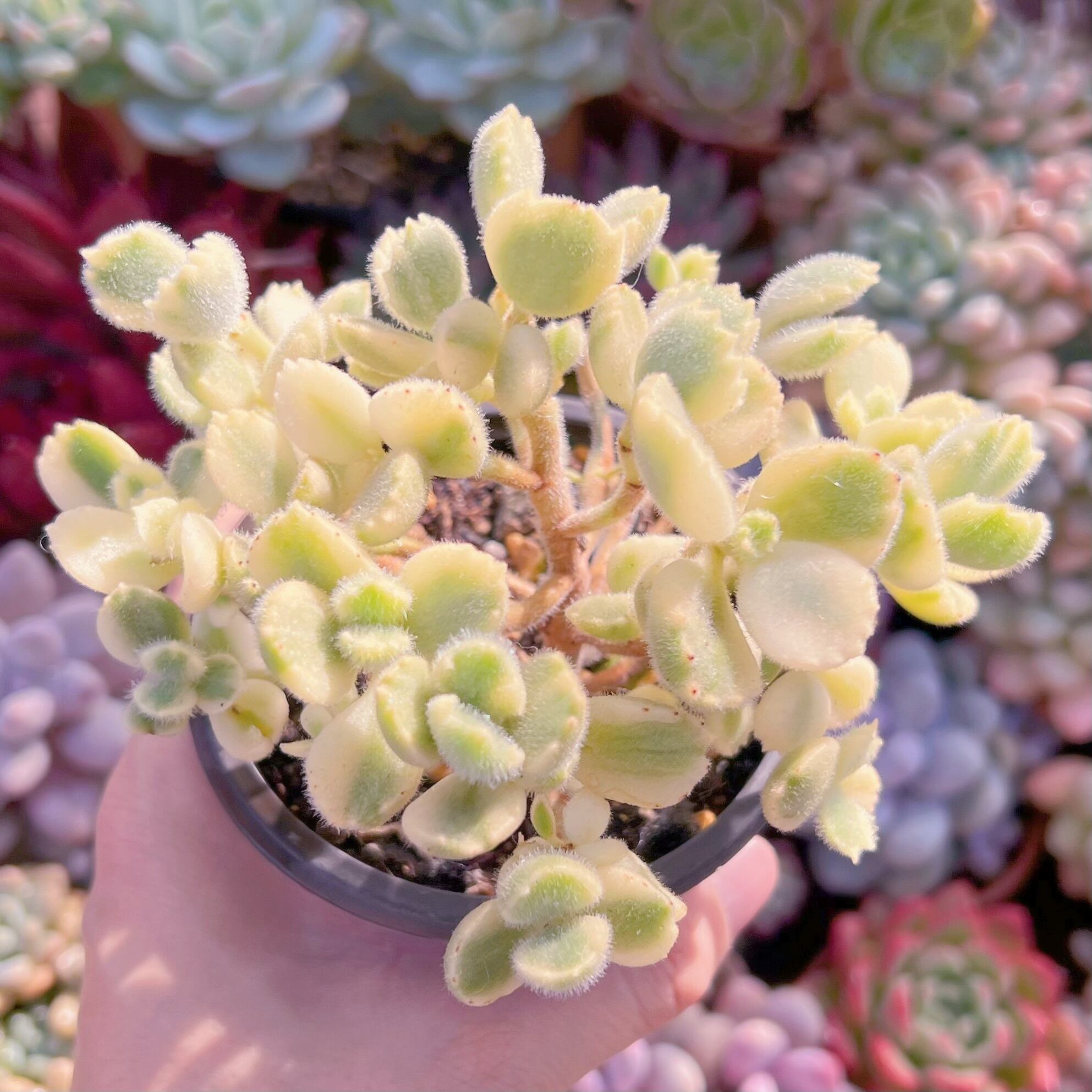 現品　白熊#A31    群生   るる農園