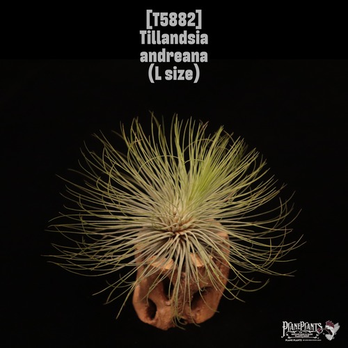 Tillandsia andreana L〔ティランジア〕現品発送T5882