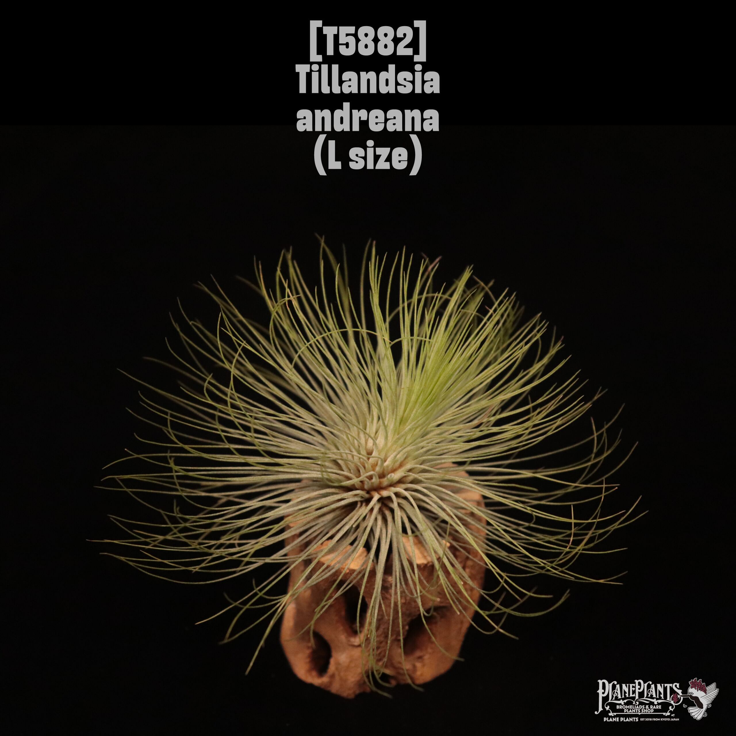 Tillandsia andreana L〔ティランジア〕現品発送T5882