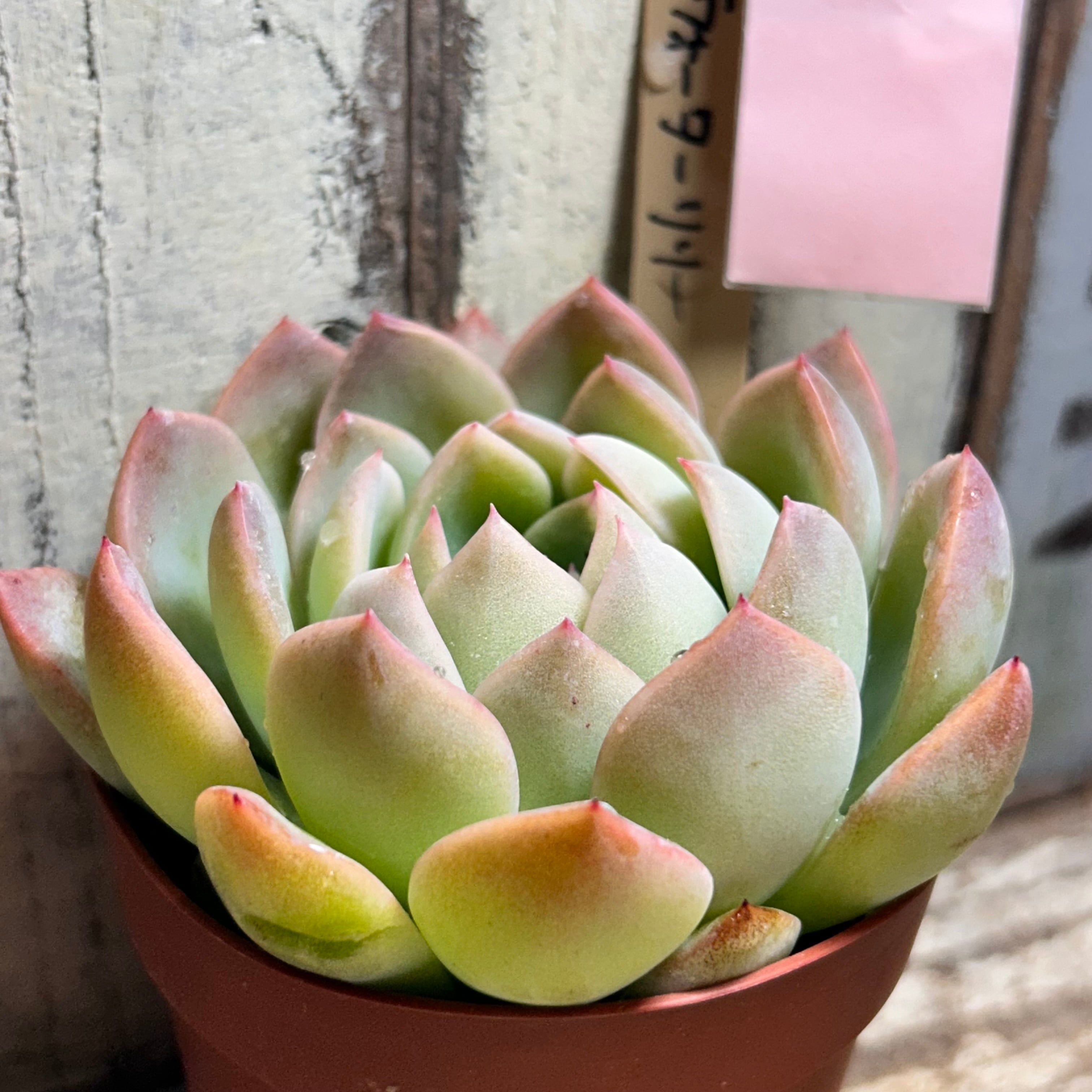 ウォーターリリー | RuPo 多肉植物専門店