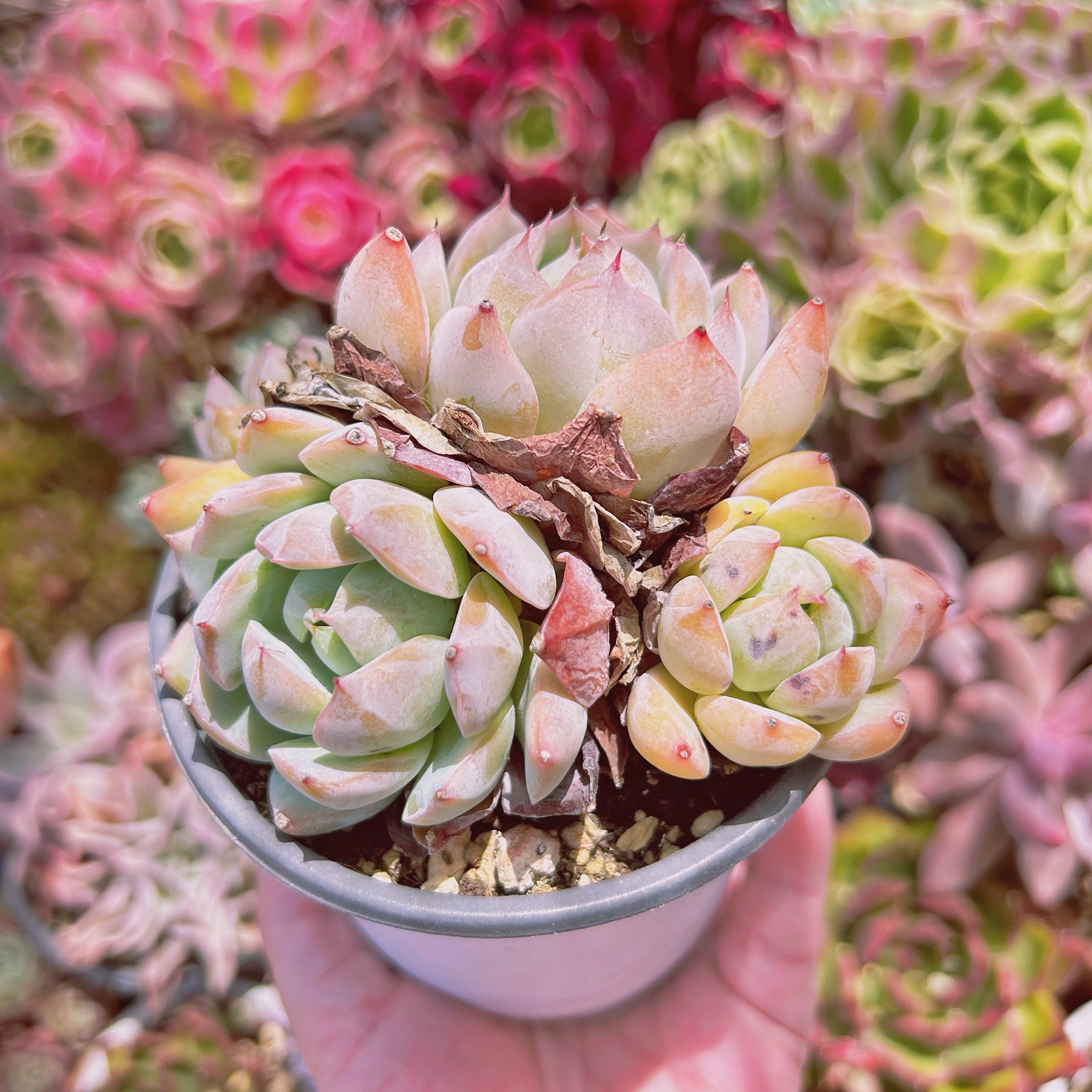 1153現物 多肉植物 ピンクプリズム 特大 | るる農園~多肉植物専門