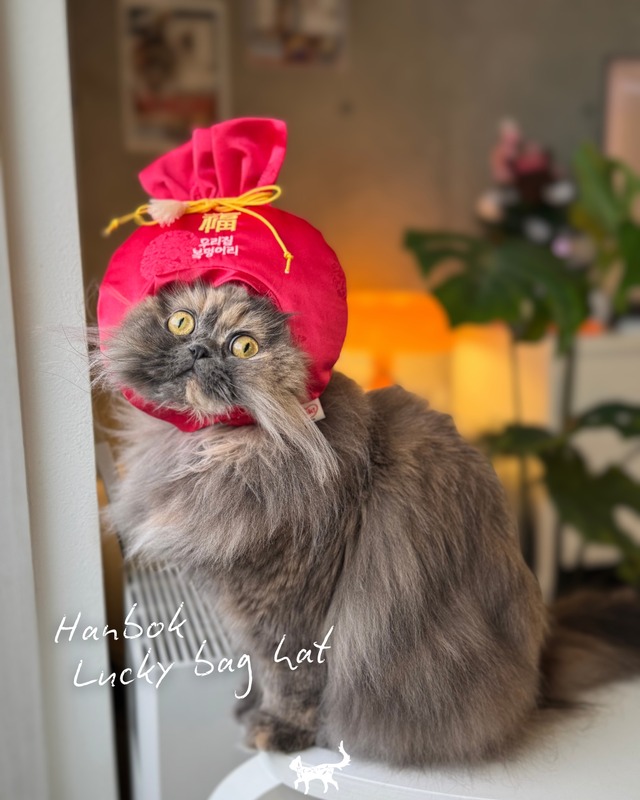 即納【DALDANG】 ハンボクマフラー 〔2color〕