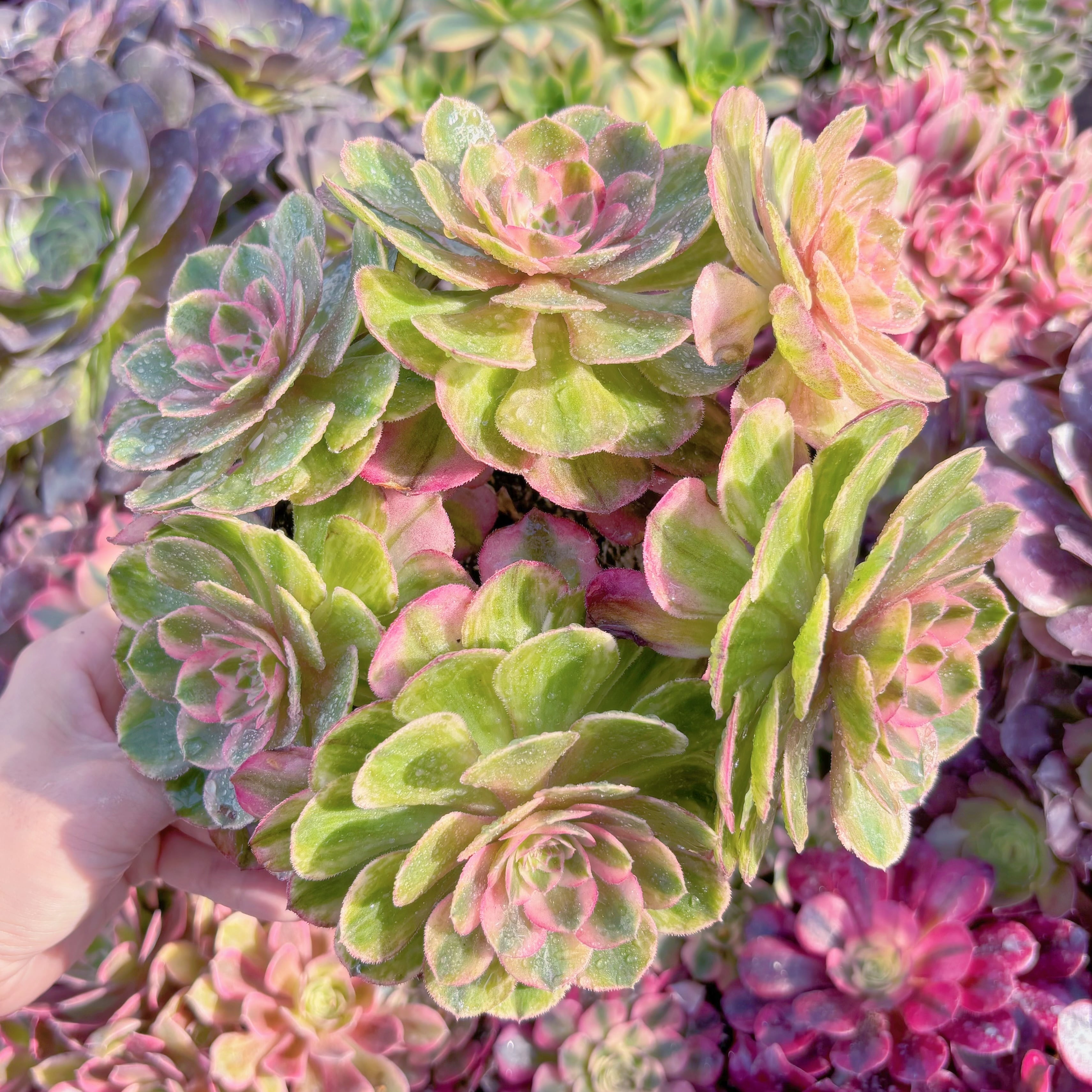 現品　Kaleidoscope#F202　新入荷　るる農園