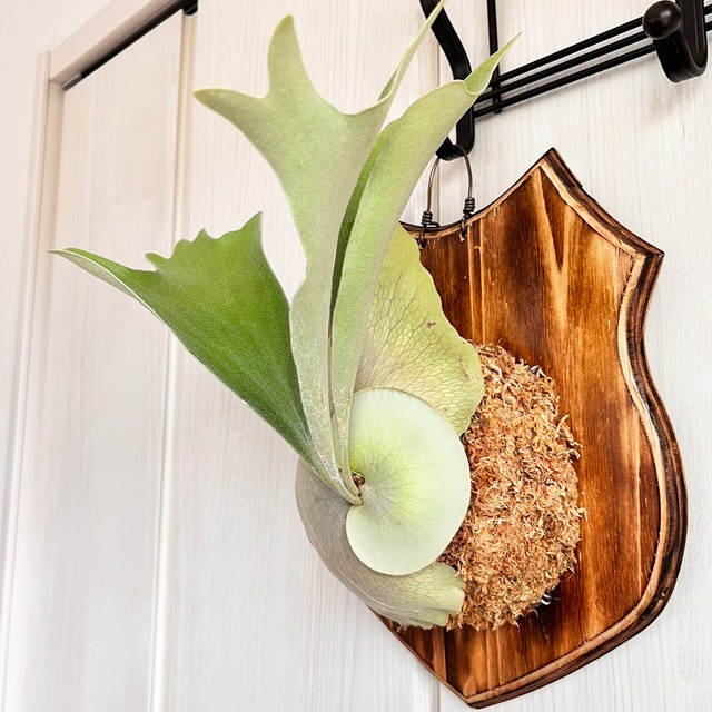 ビカクシダ ネザーランド 板付 【観葉植物 室内 コウモリラン】