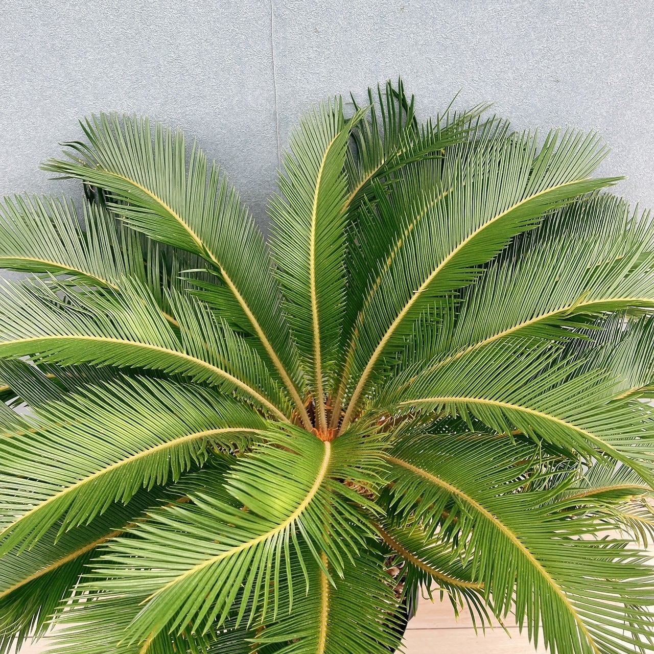現品］存在感抜群！ 63番 ソテツ 10号 観葉植物 大型 屋外 綺麗 幹太