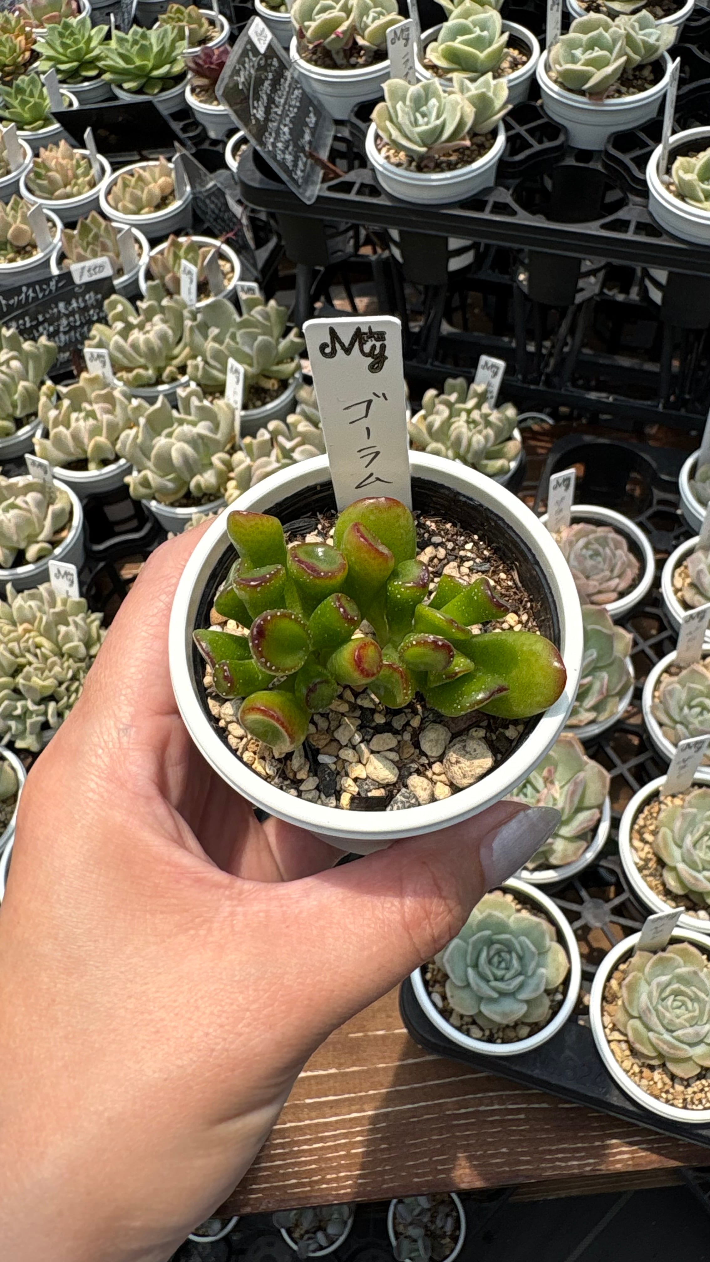 ゴーラム 多肉植物 クラッスラ 安心の生産ポットそのまま販売（8個