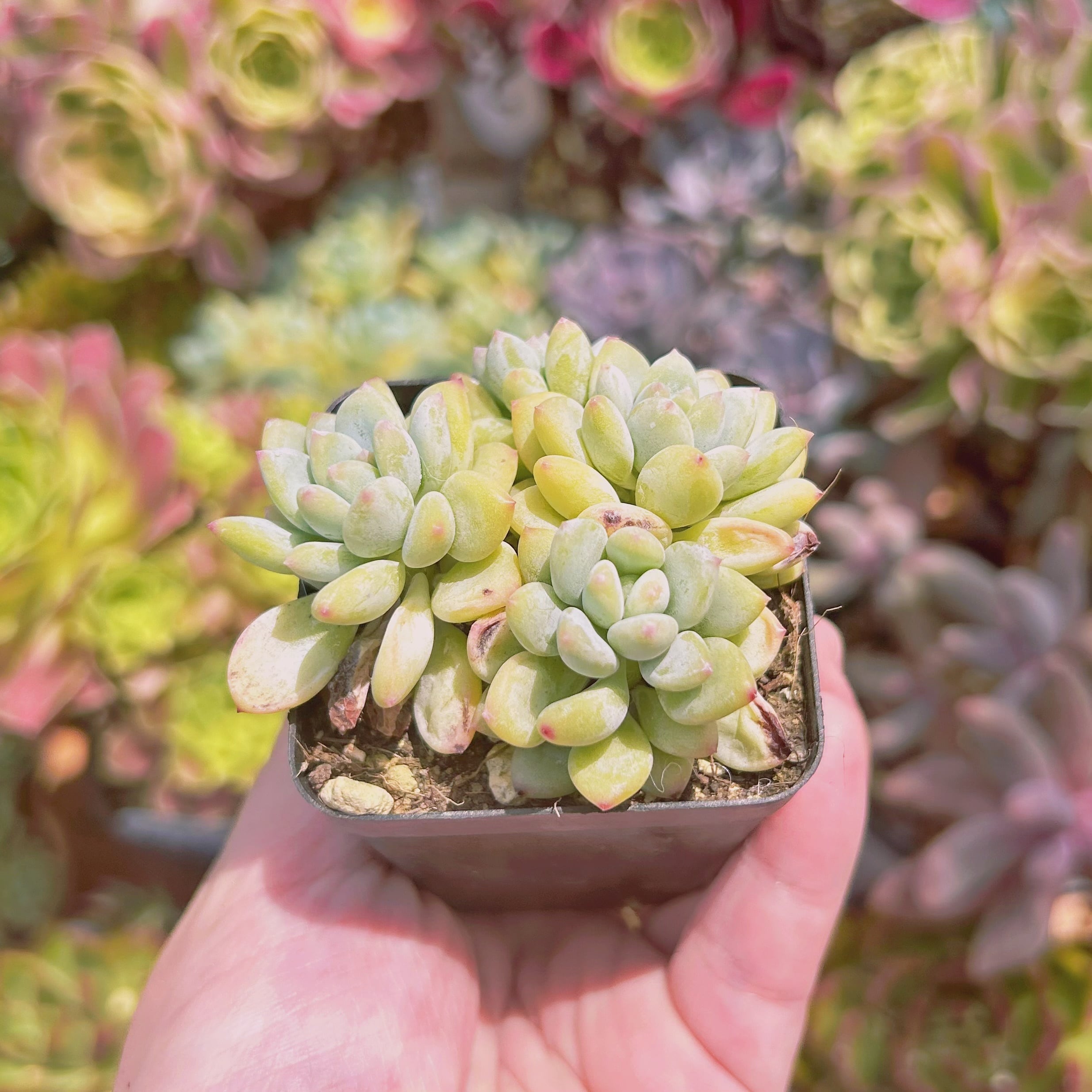 1115現物 多肉植物 ストロベリークリーム 抜き苗 | るる農園~多肉植物専門