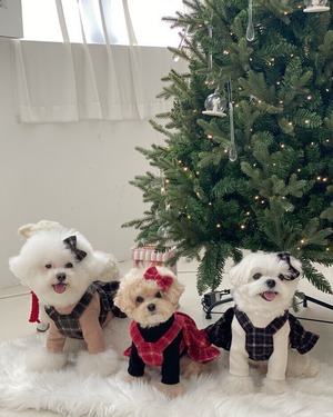 即納【cheese n mood】チェックベルワンピース（レッド）