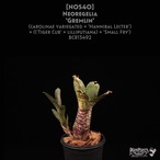 【送料無料】Neoregelia 'Gremlin'〔ネオレゲリア〕現品発送N0540