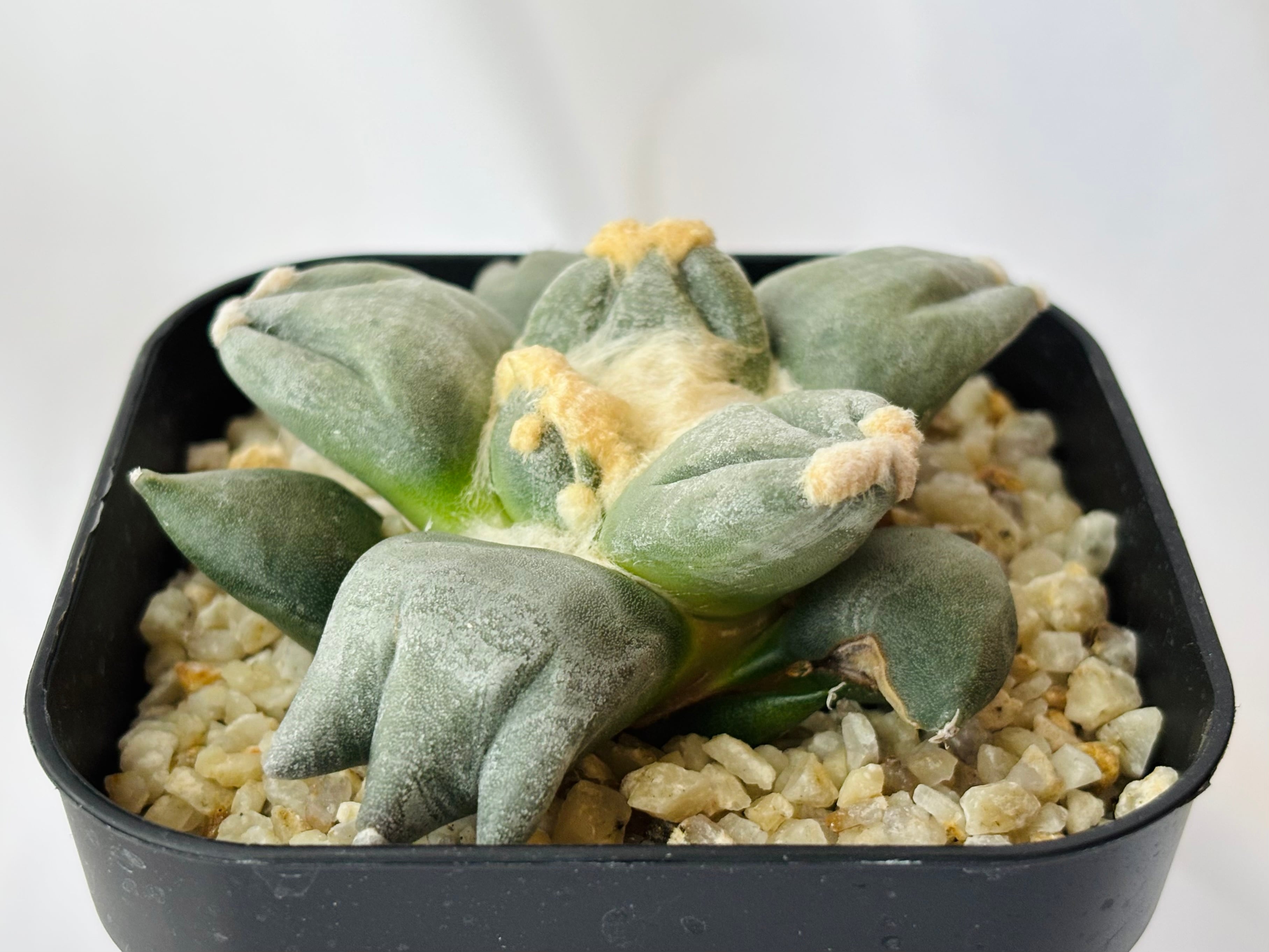 Ariocarpus furfuraceus f.monstrosa アリオカルプス 変疣青磁牡丹 三ツ疣 サボテン