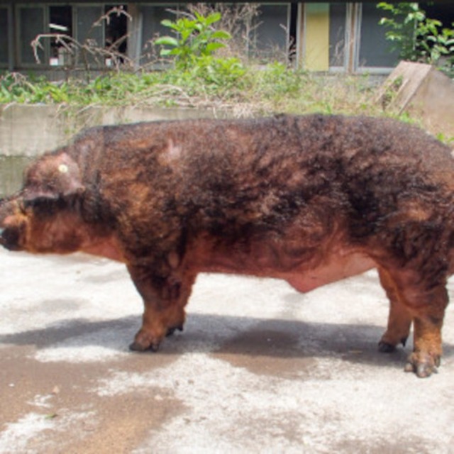 静岡県産 幻の赤豚（デュロック種100％）（焼肉用ももスライス）1kg（500g×2パック） | 浦安舞浜商店