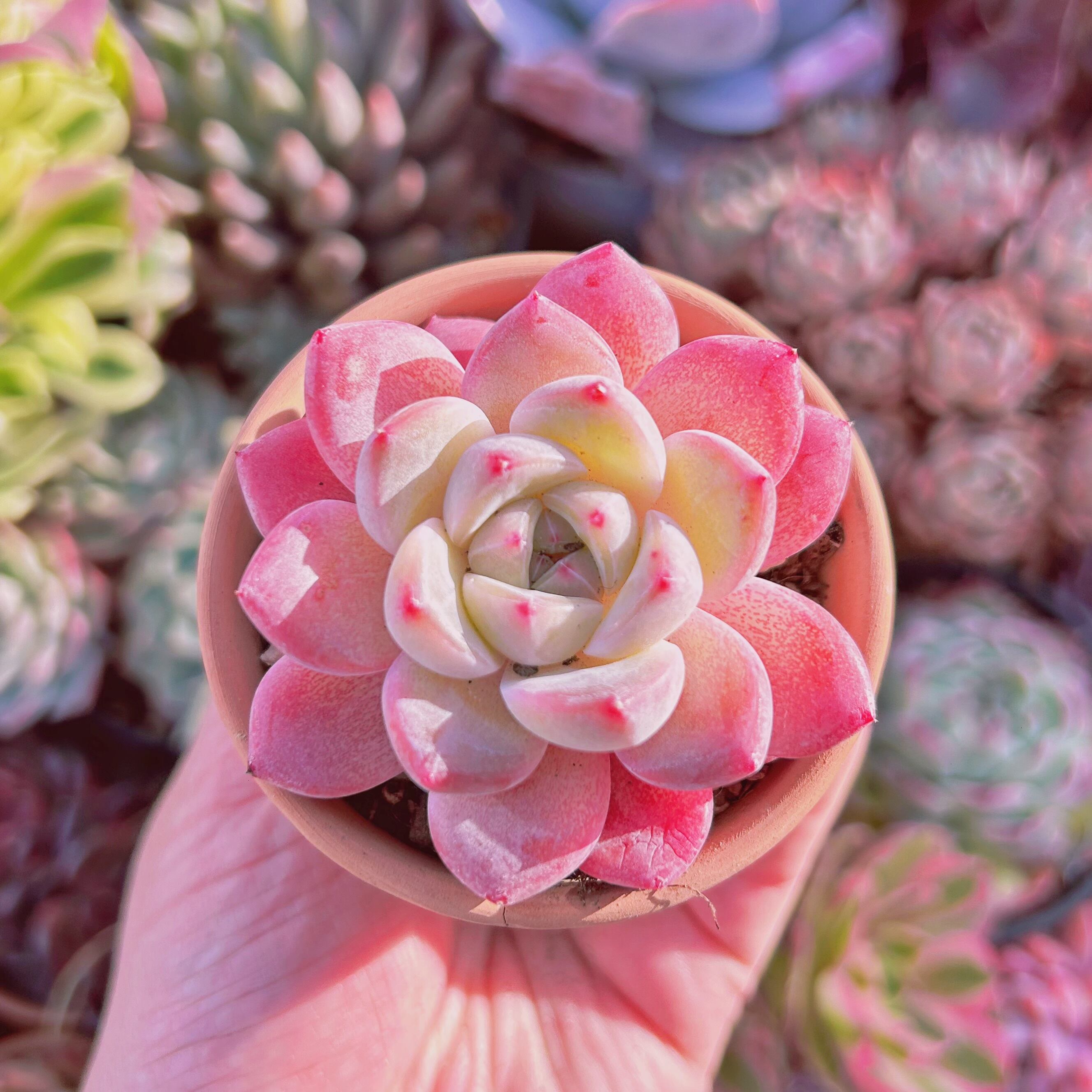 #712現物　多肉植物　ラウイxアイスグリーン