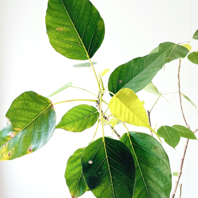 インドボダイジュ 希少 フィカス レリジオーサ  観葉植物 calm cafe