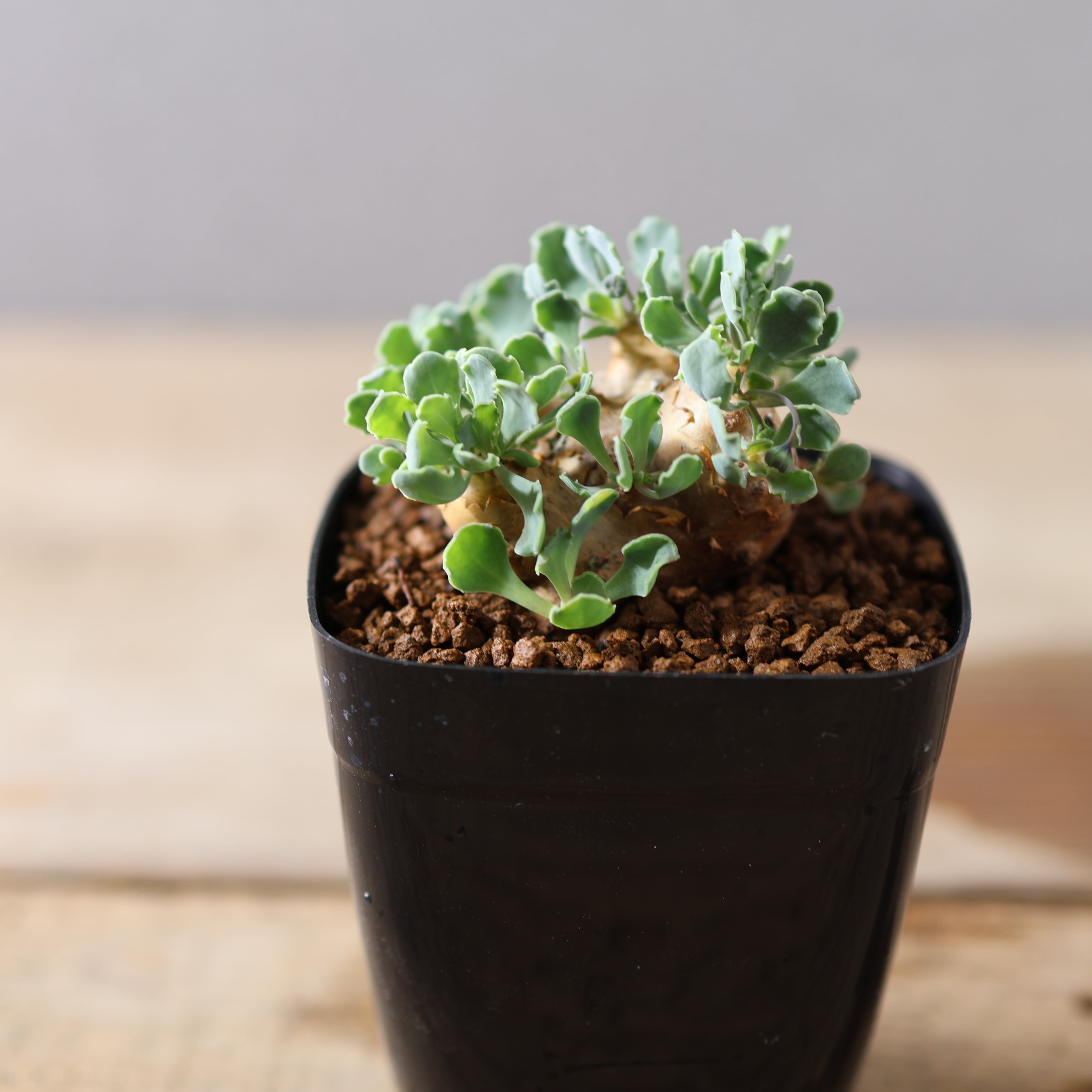 504『オトンナ カカリオイデス』 観葉植物【送料無料】 | MARX PLANTS